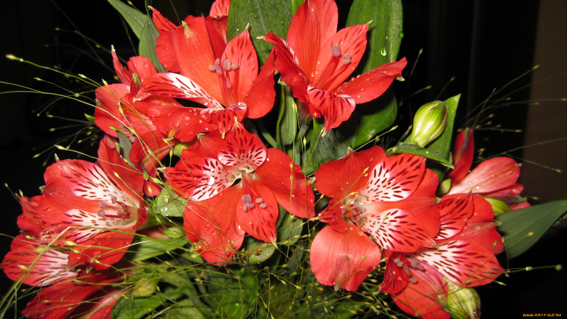 цветы, альстромерия, букет, красные