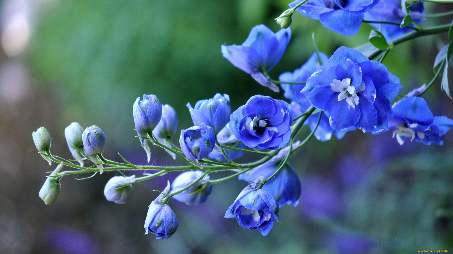 цветы, дельфиниум, синий
