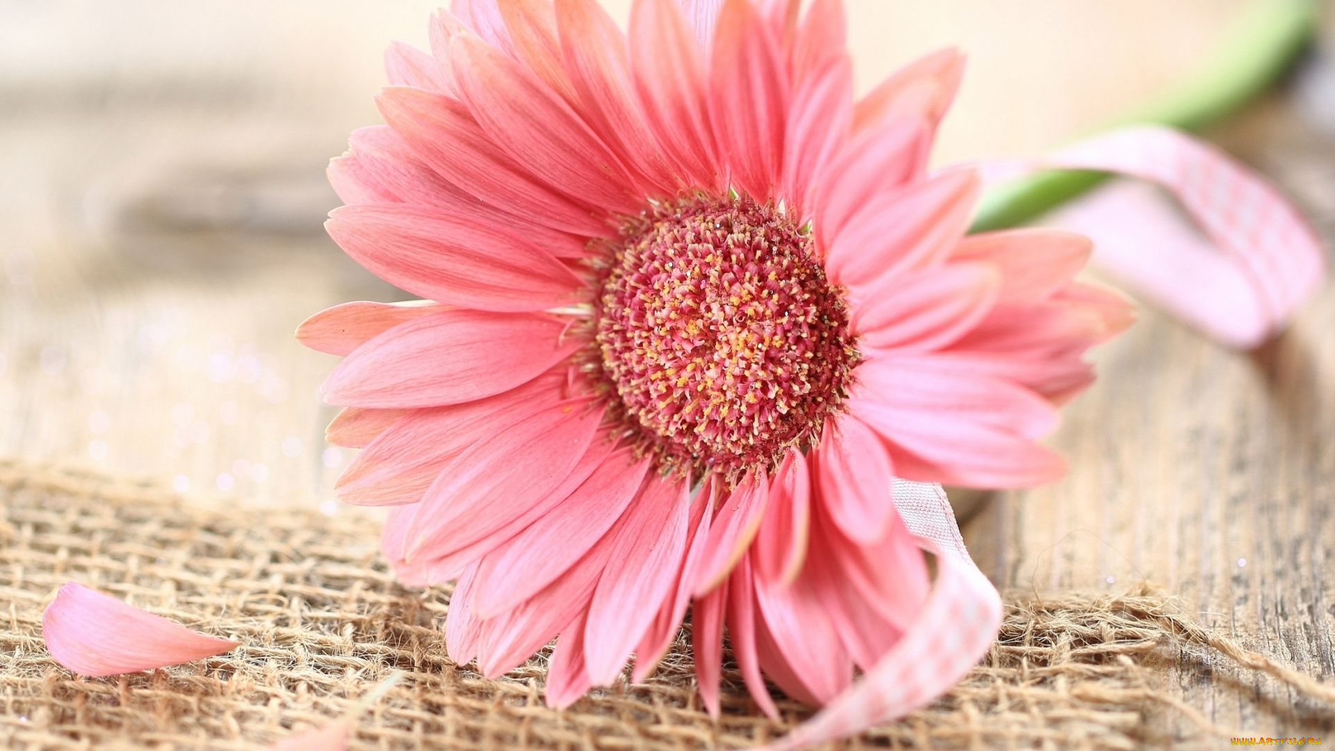 цветы, герберы, розовая, гербера, лепестки, ленточка, цветок