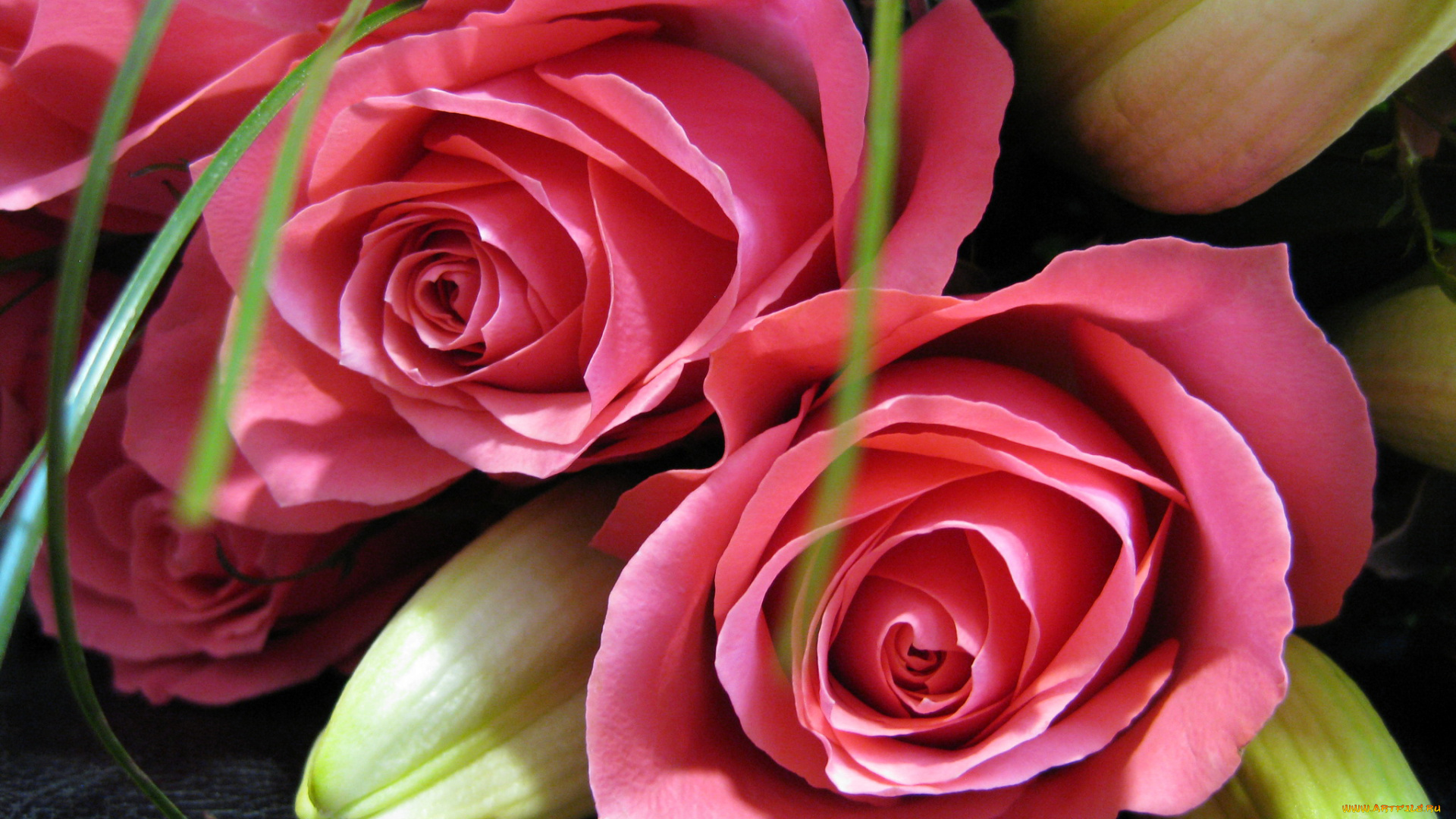 цветы, разные, вместе, букет, розы, лилии, розовые