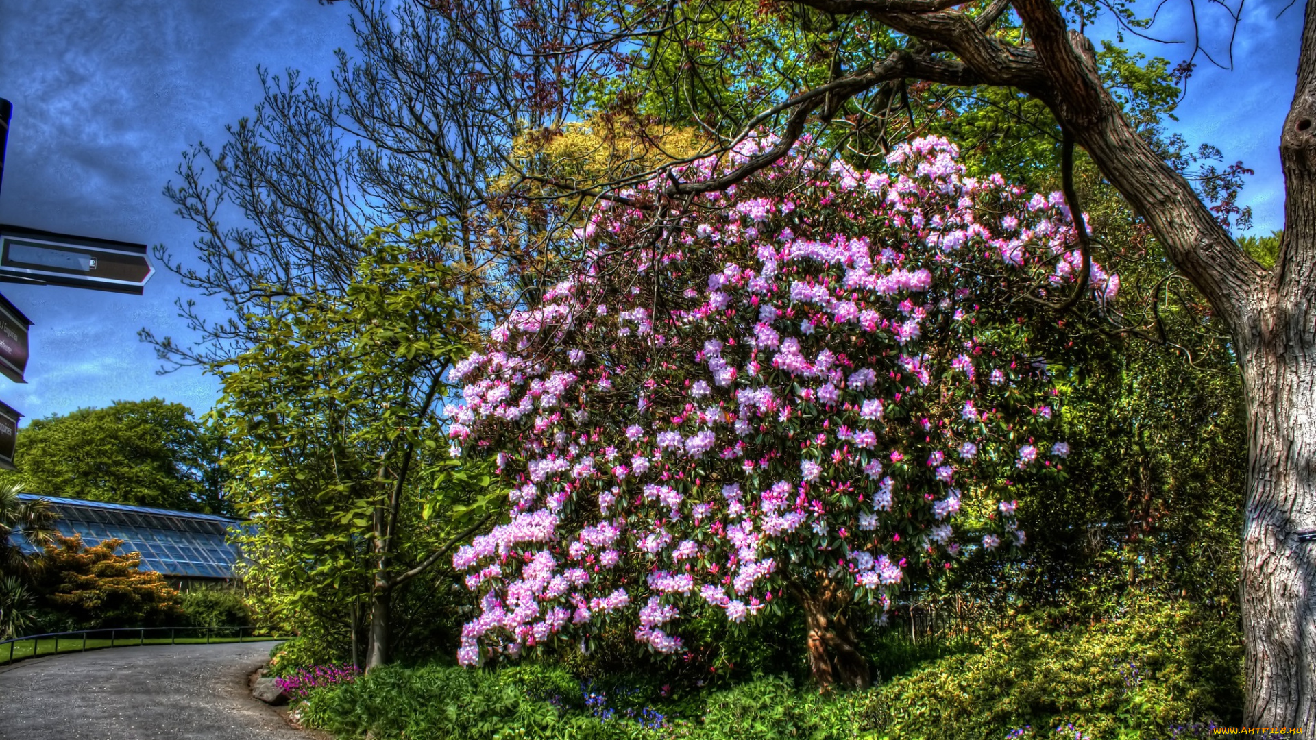 цветы, рододендроны, , азалии, дорога, дерево, цветки