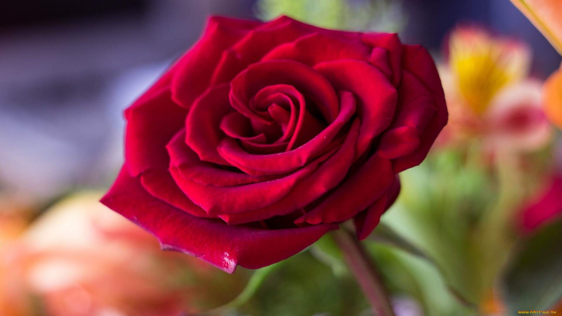 цветы, розы, цветок