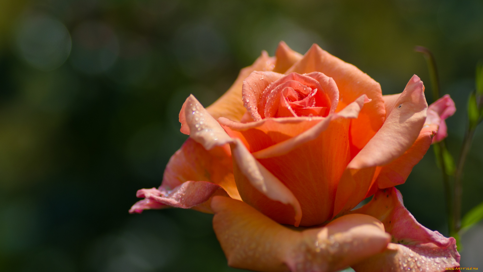 цветы, розы, лепестки, бутон, роза, макро