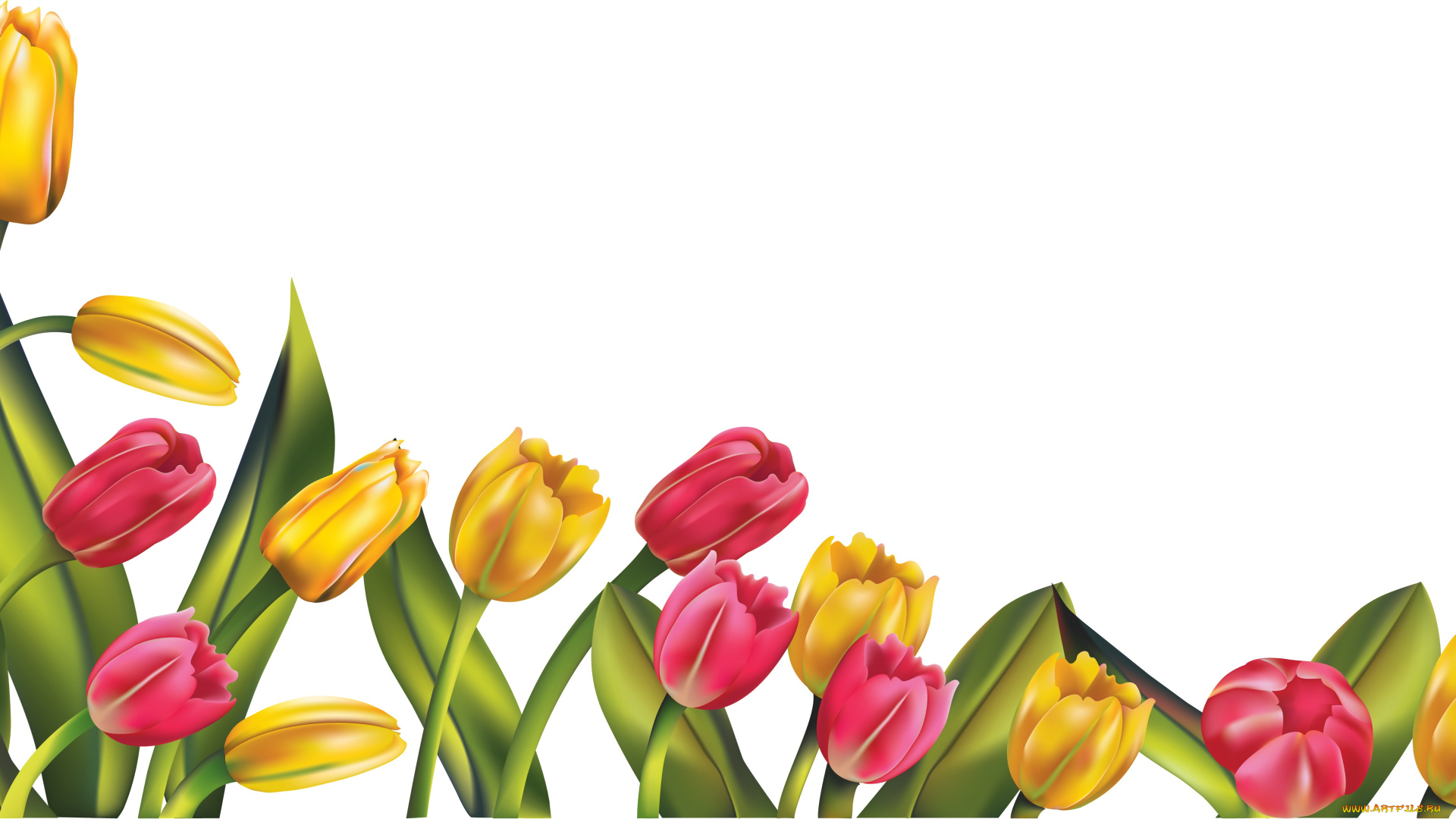 векторная, графика, тюльпаны