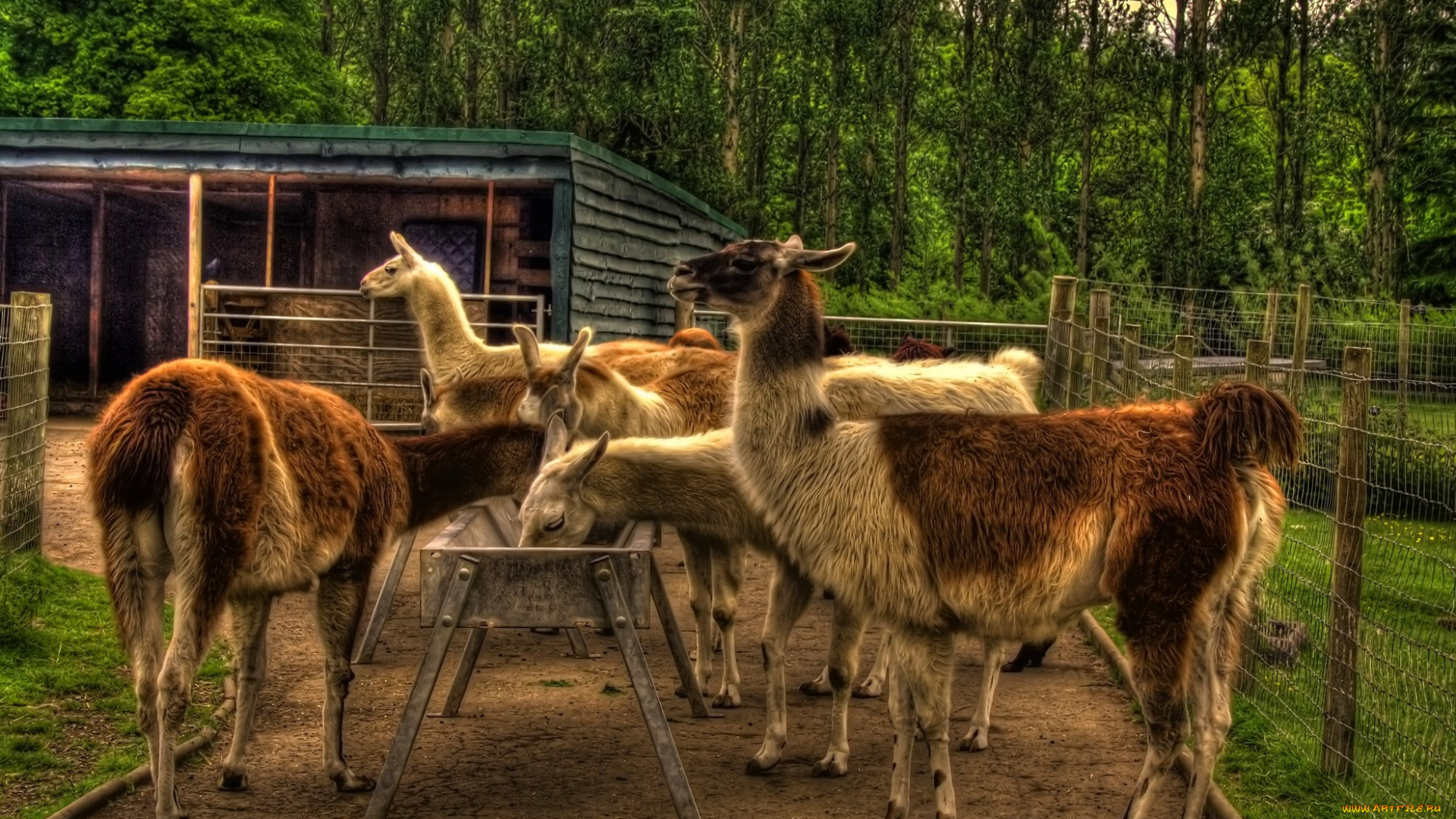 животные, ламы, вольер