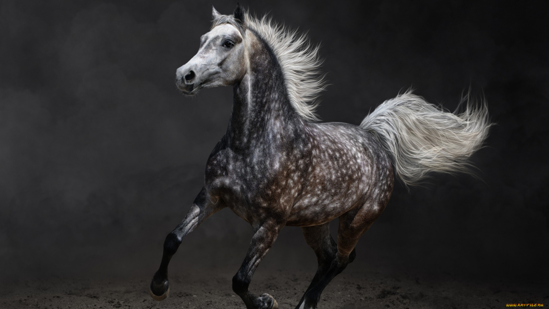 животные, лошади