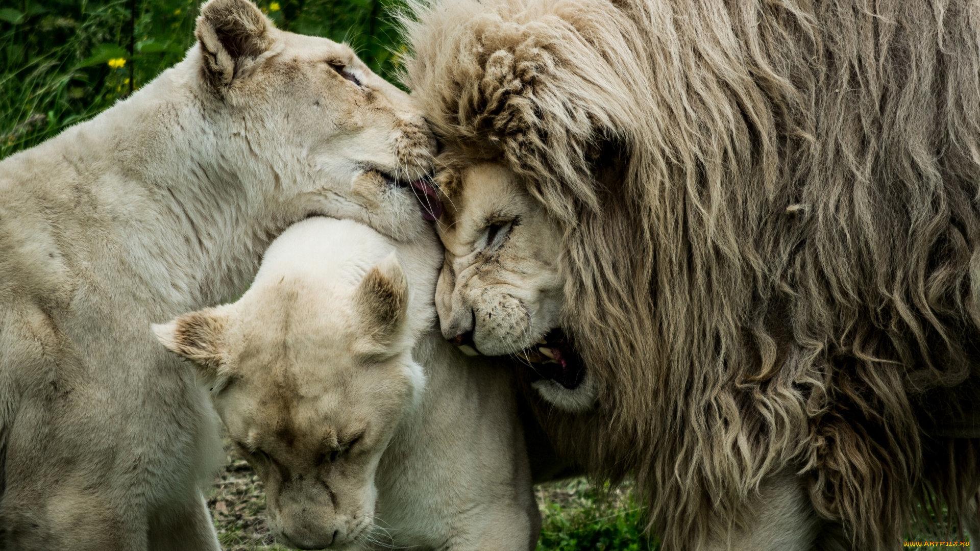 животные, львы, любовь, грива, лев, гарем, львицы, царь, зверей
