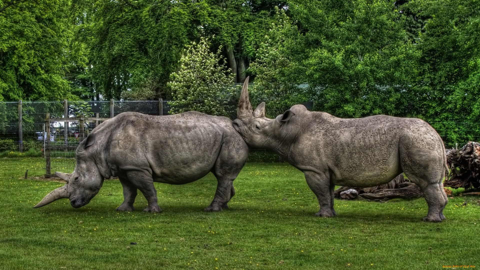 животные, носороги, вольер