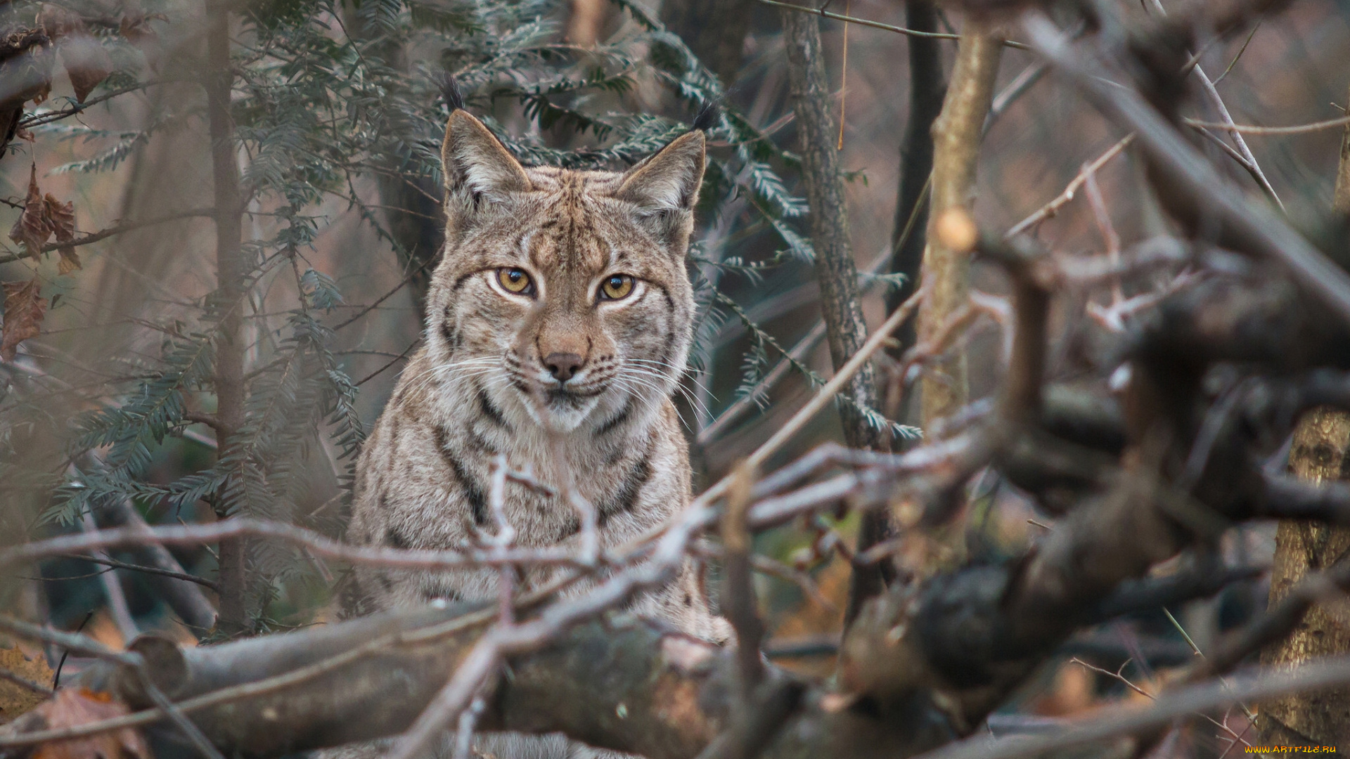 животные, рыси, взгляд, ветки, рысь