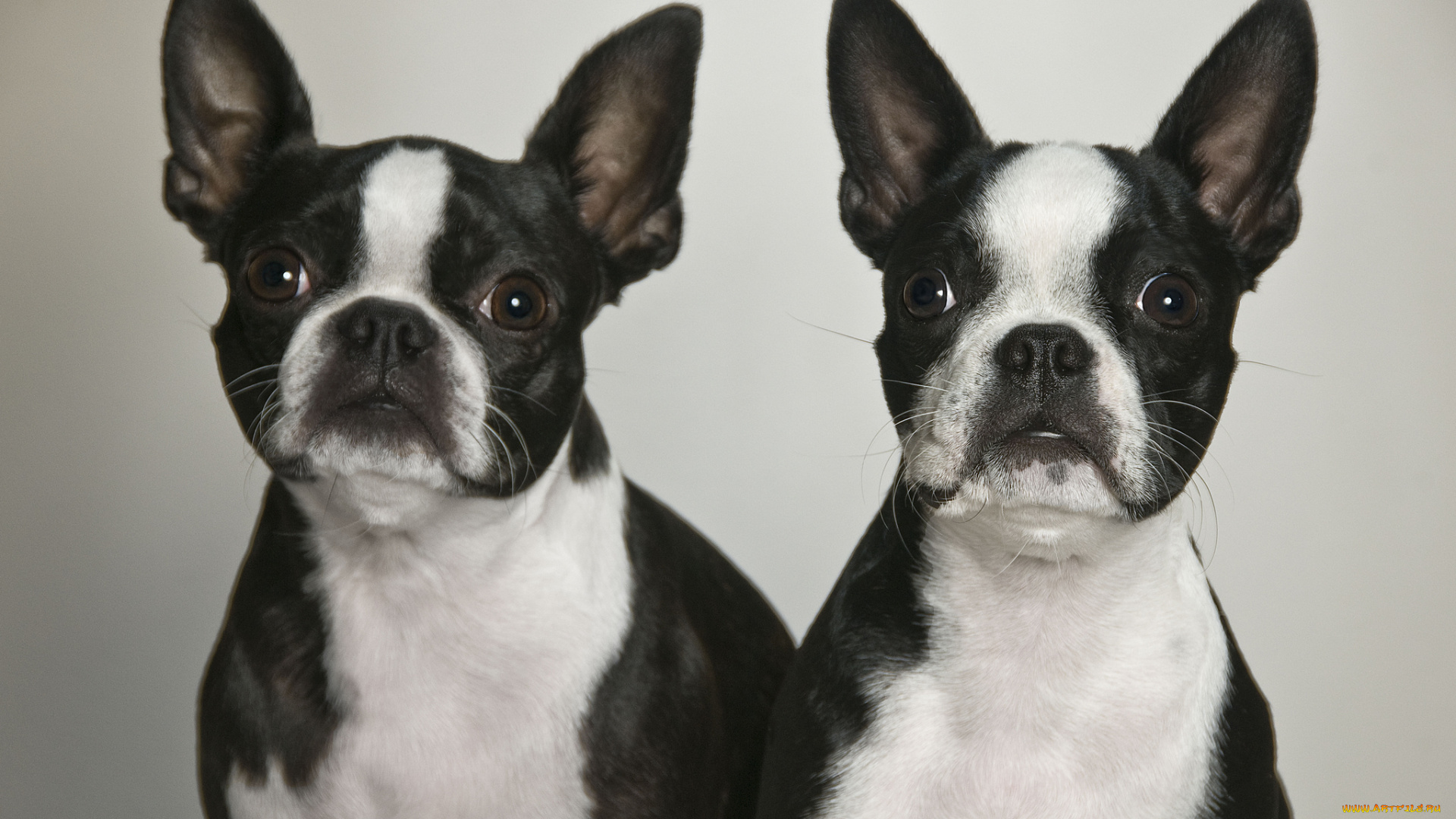 животные, собаки, две, собачки