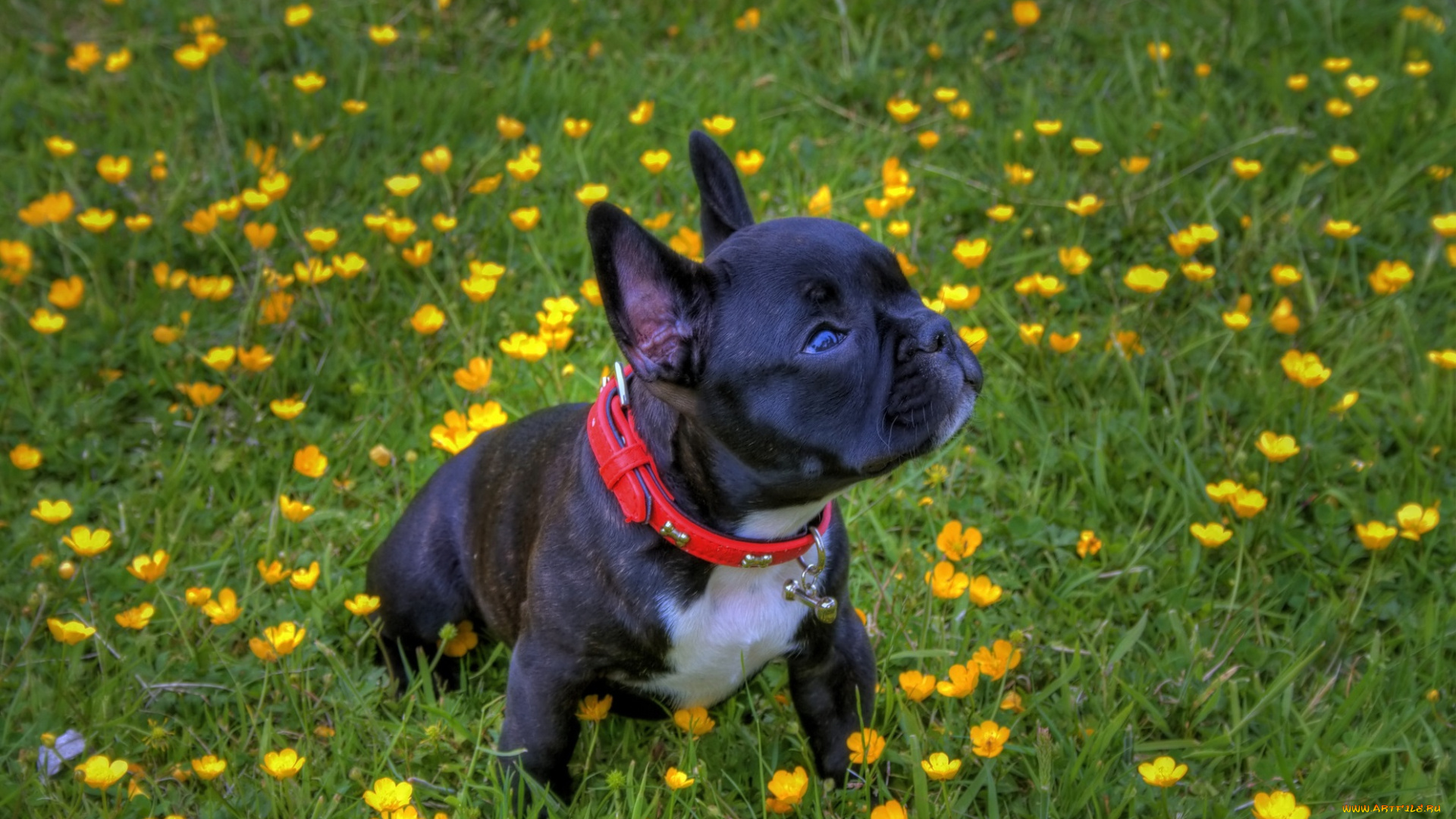животные, собаки, французский, цветы, трава, лужайка, ошейник, бульдог
