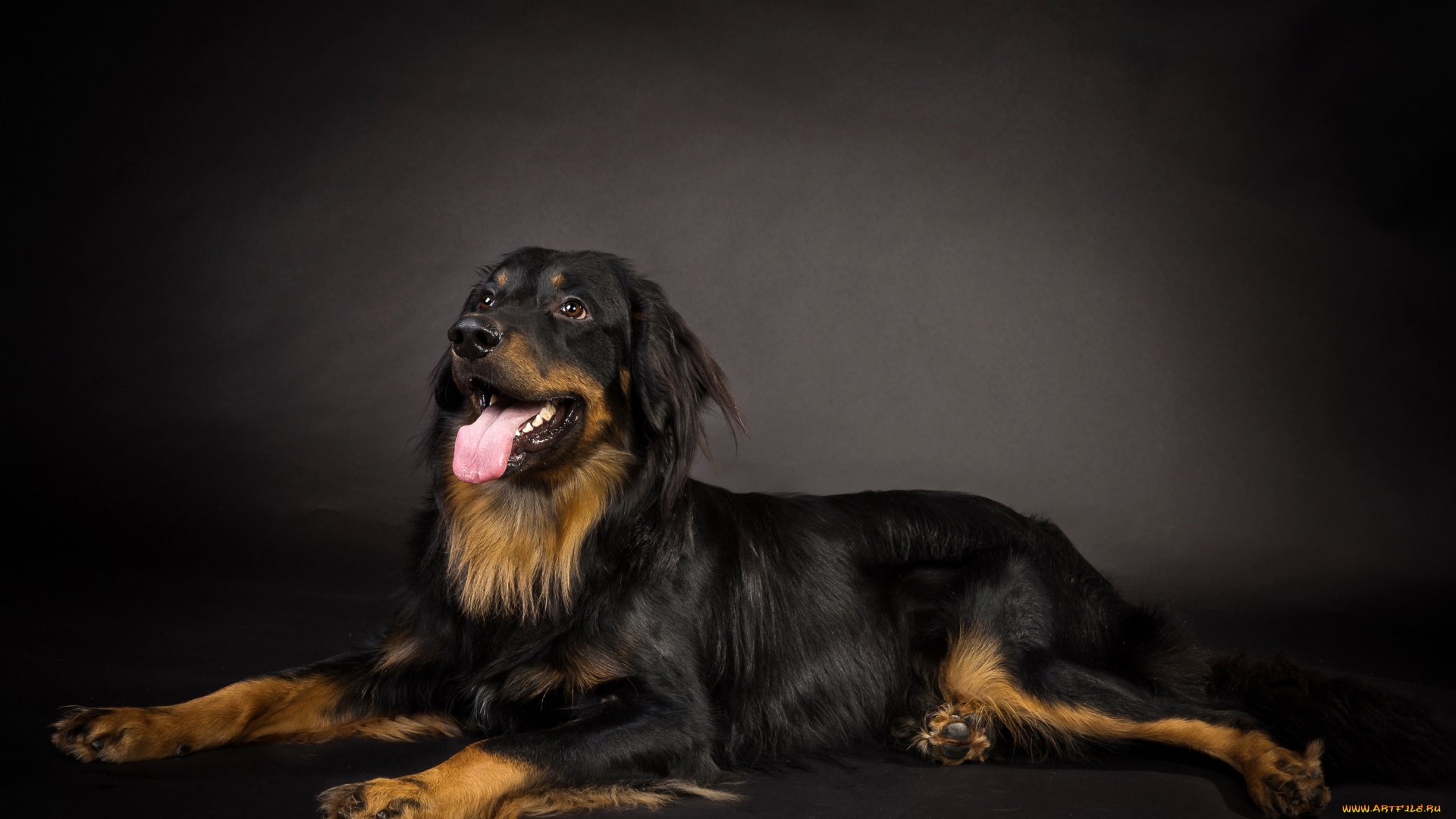 животные, собаки, собака, черная