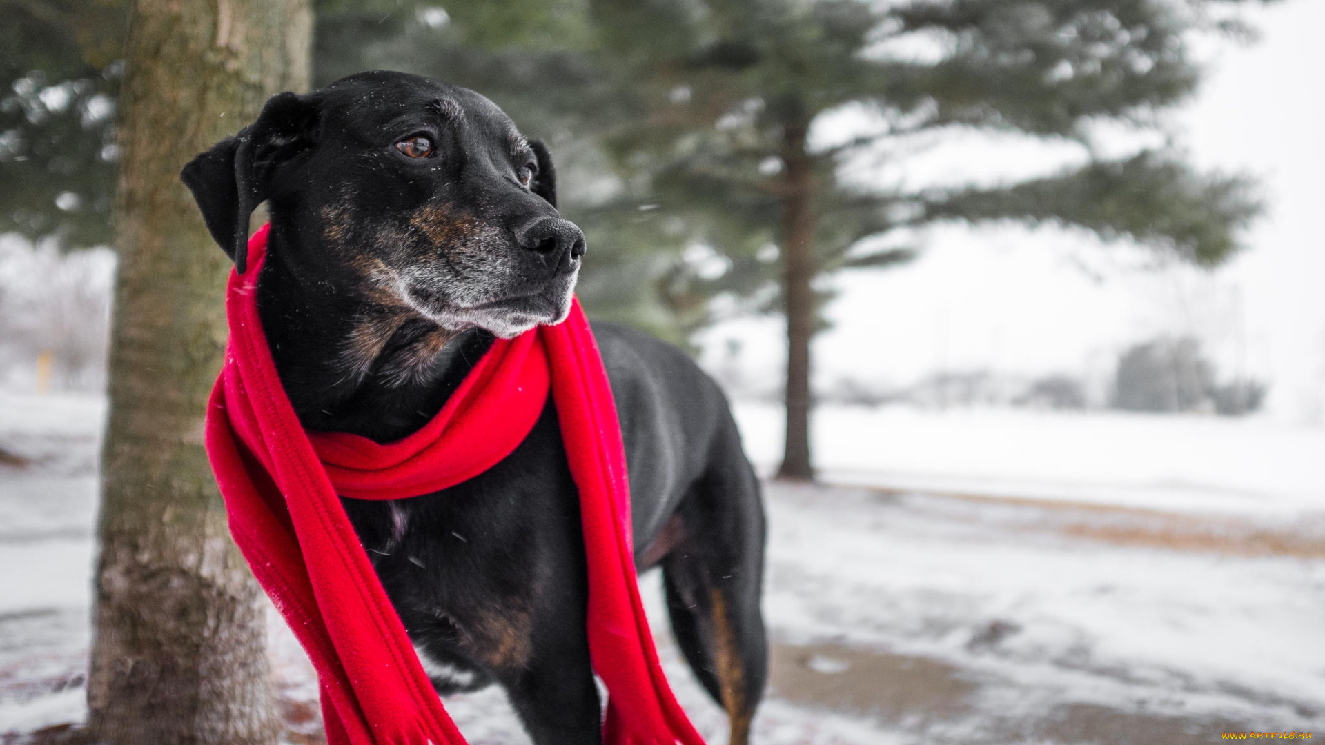 животные, собаки, собака, шарф