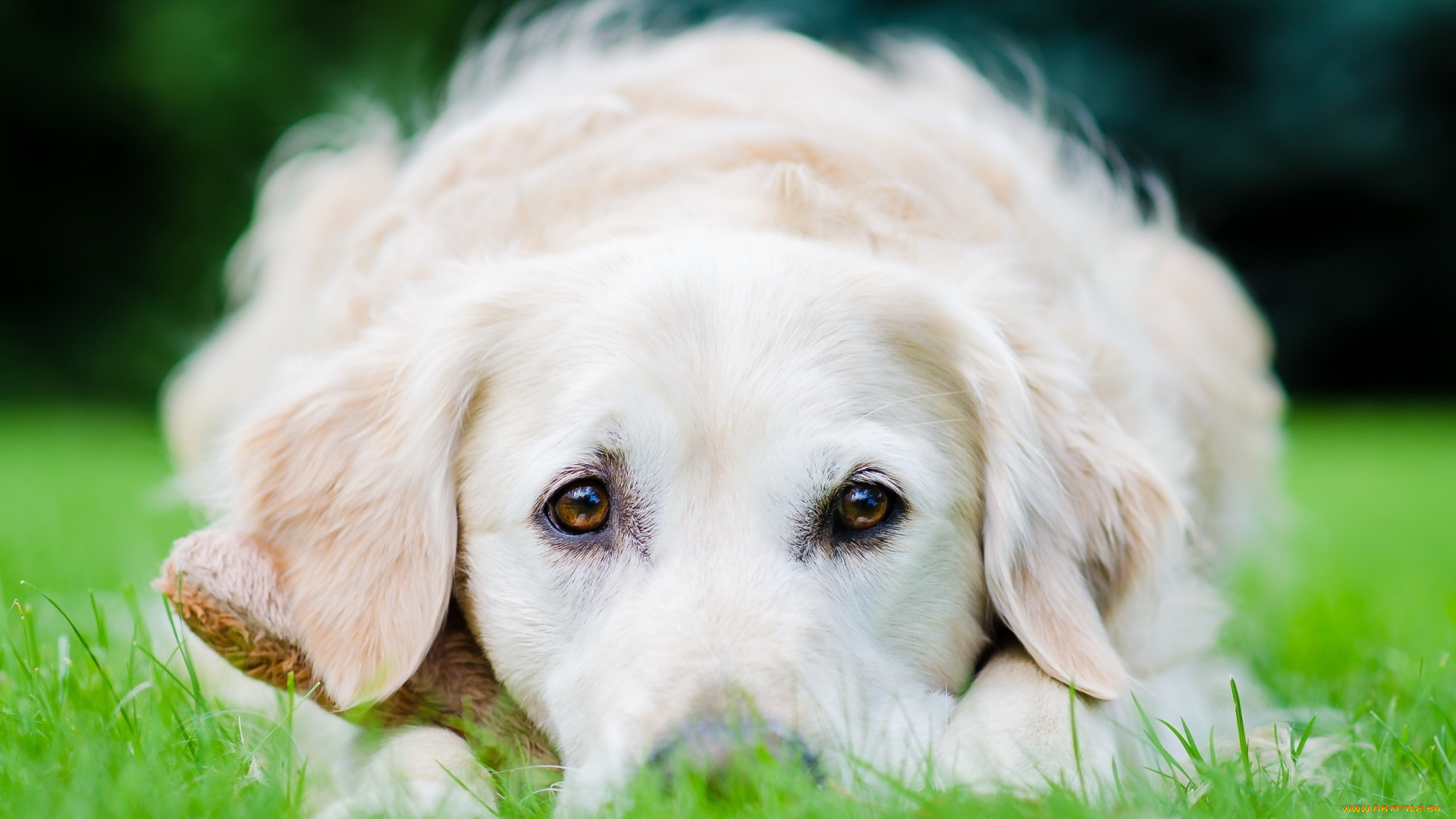 животные, собаки, собака, взгляд, травка, лежит, поле, белая