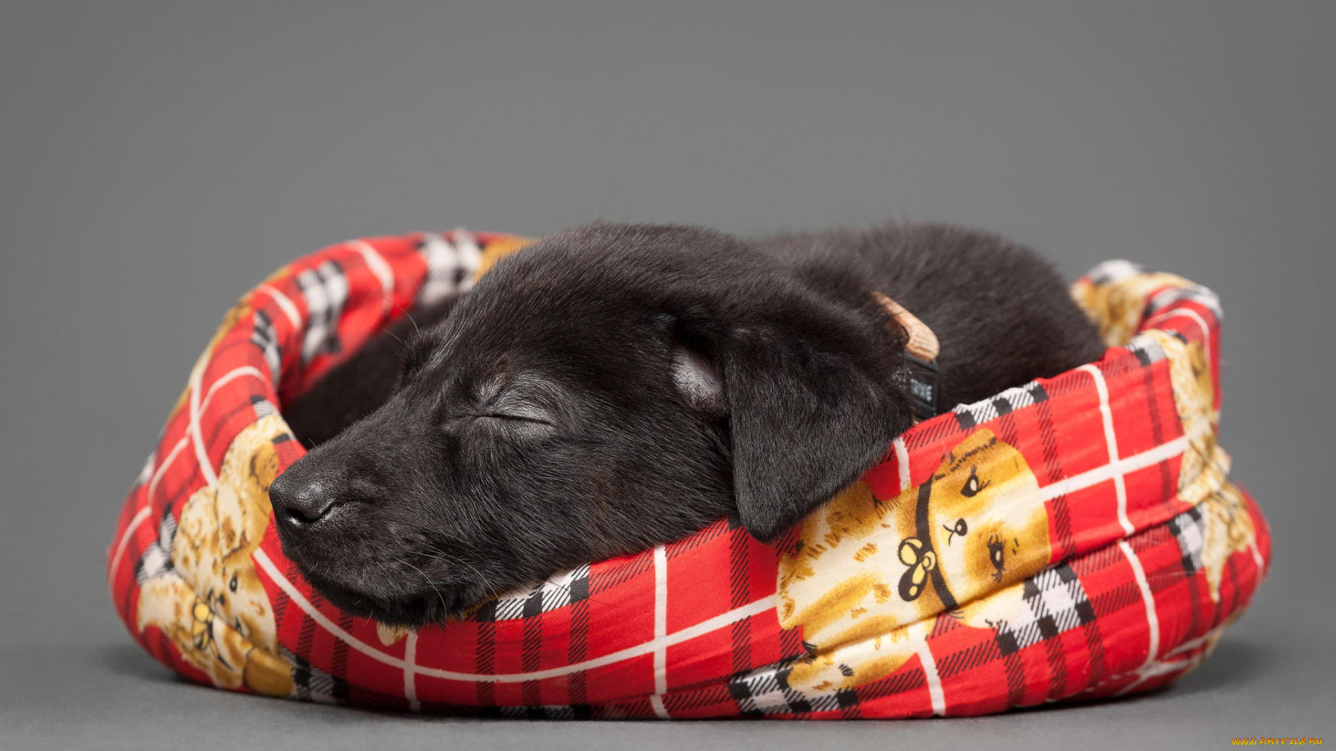 животные, собаки, сон, щенок