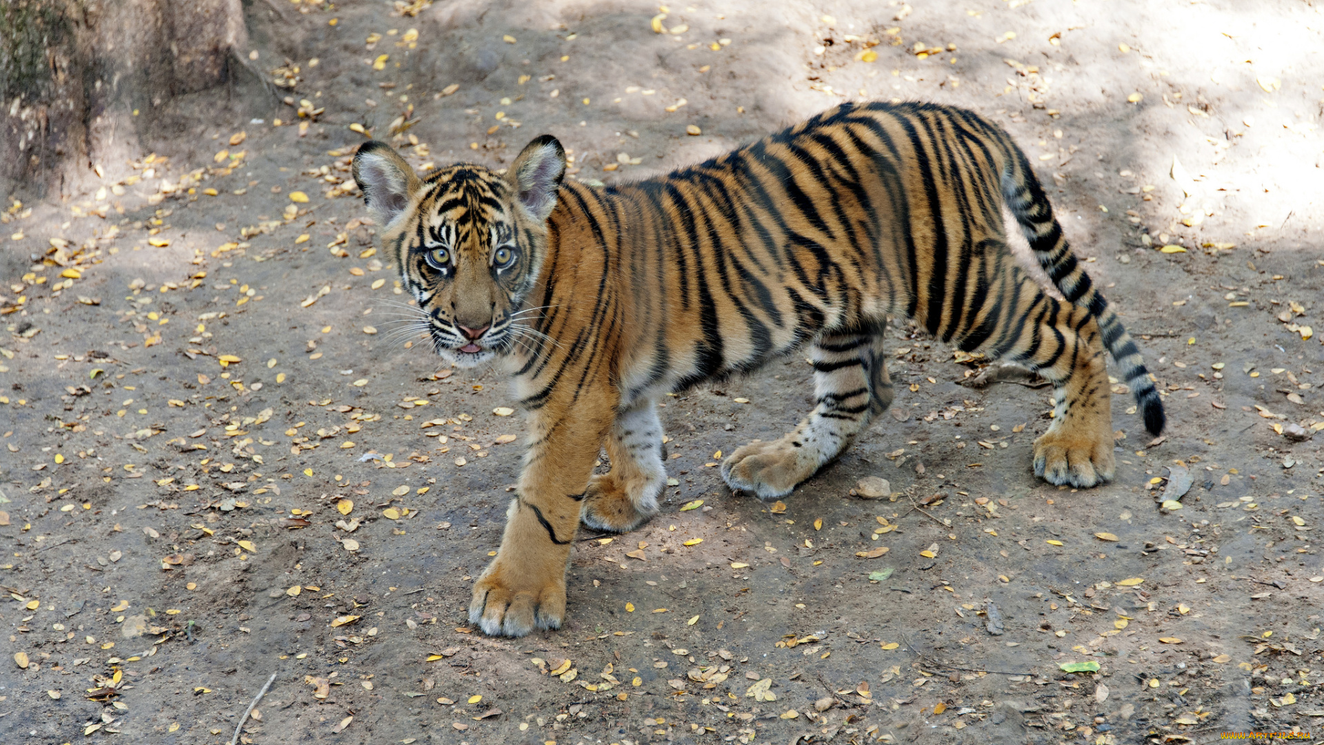 животные, тигры, тигренок