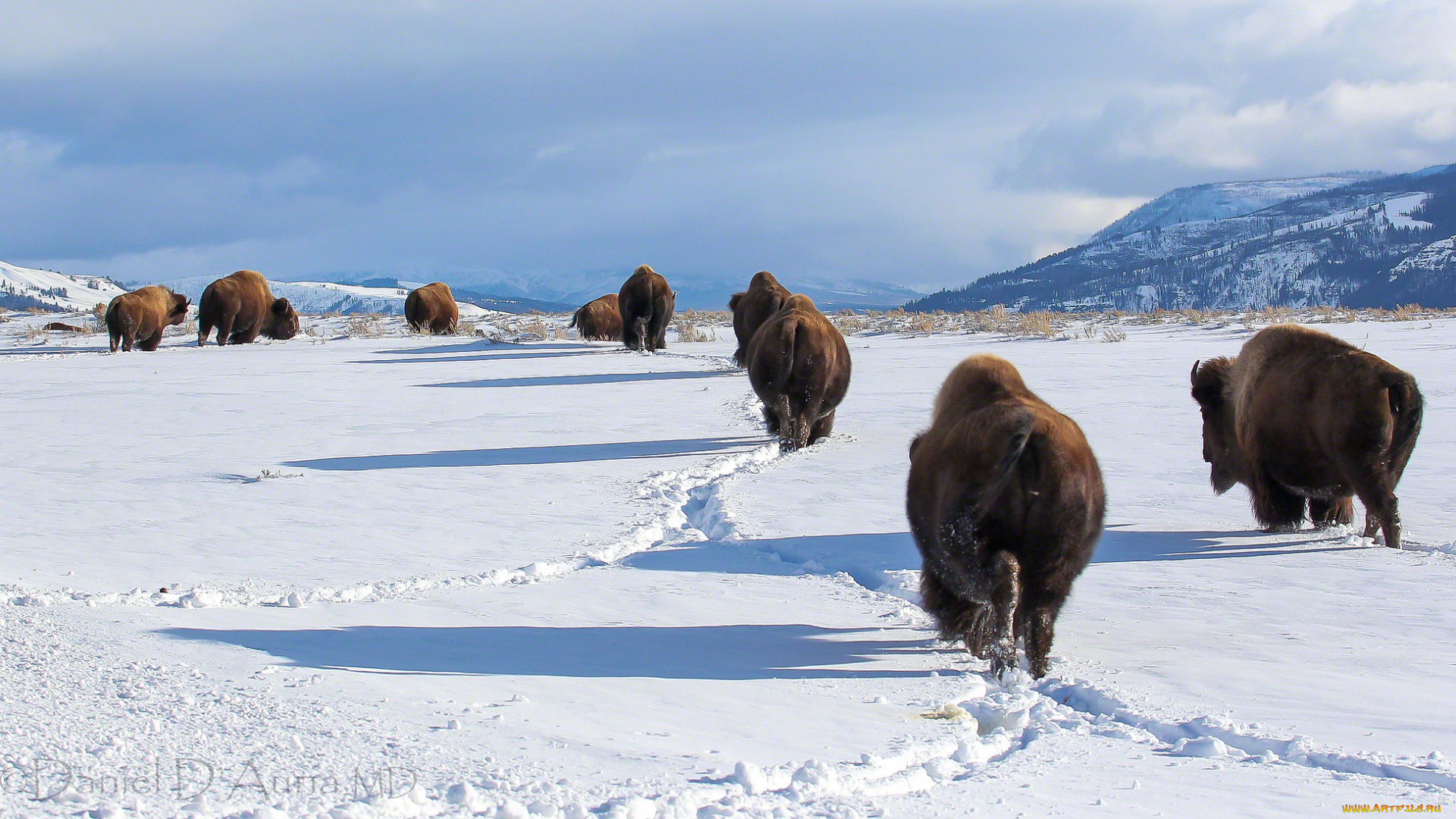 животные, зубры, , бизоны, снег, бизоны