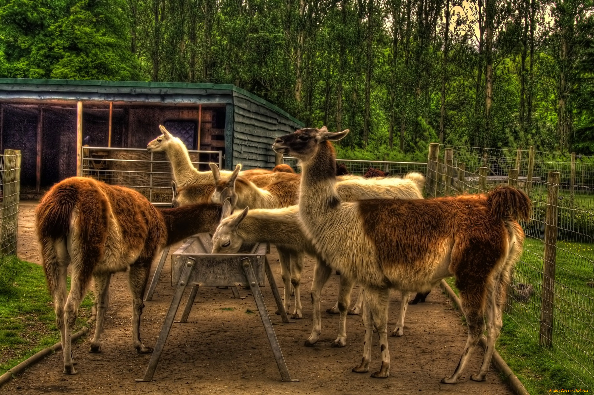 животные, ламы, вольер