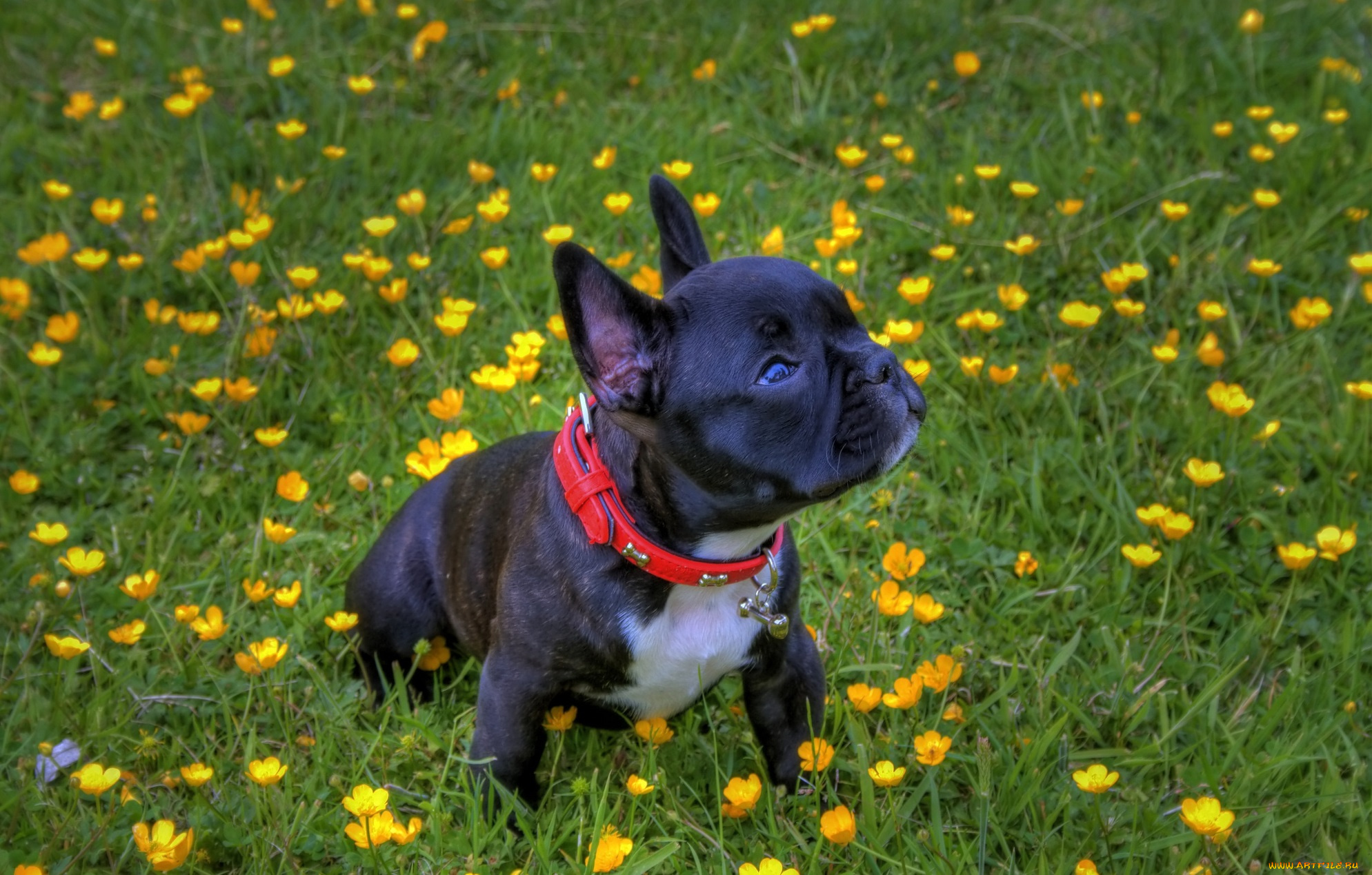 животные, собаки, французский, цветы, трава, лужайка, ошейник, бульдог