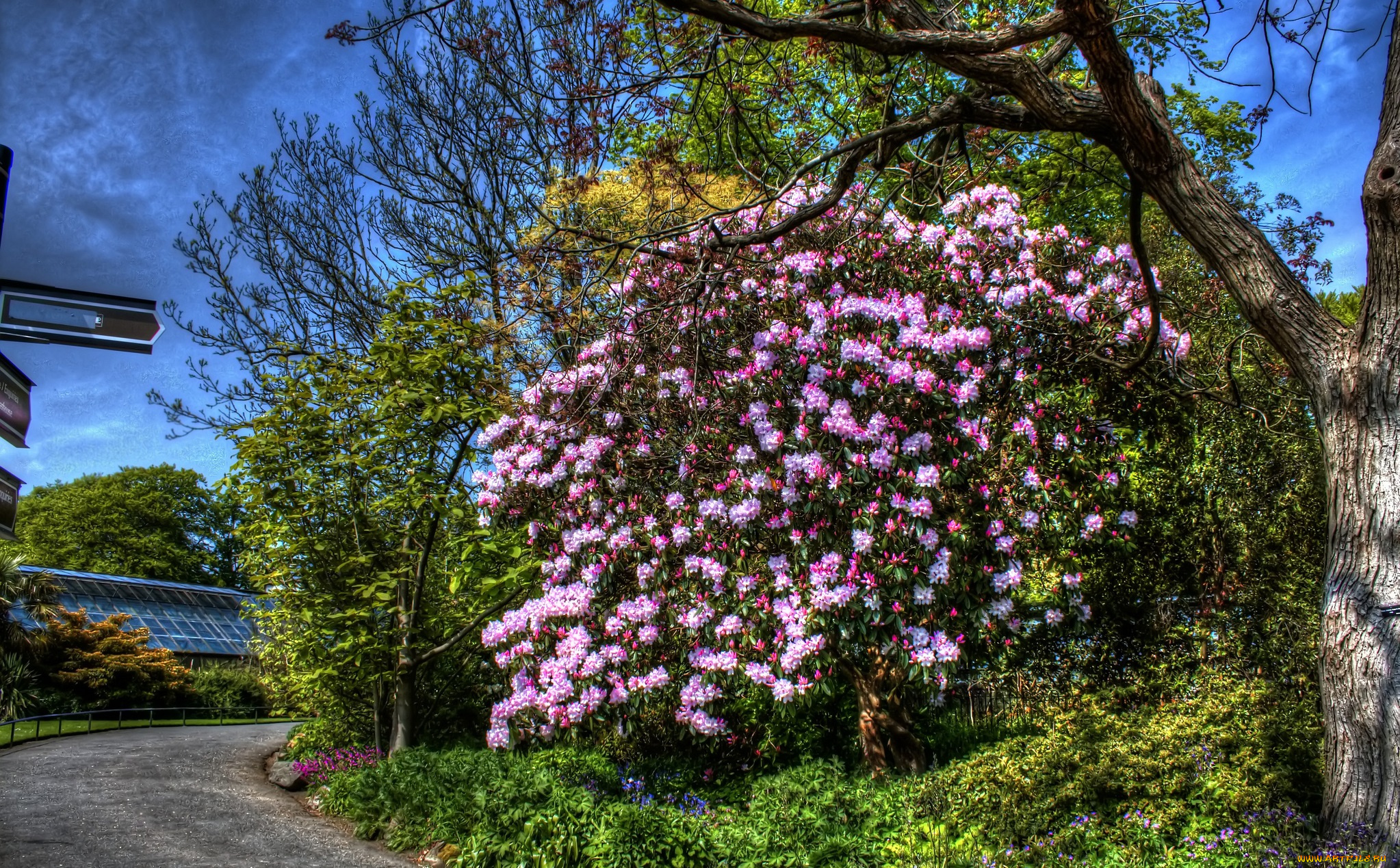 цветы, рододендроны, , азалии, дорога, дерево, цветки