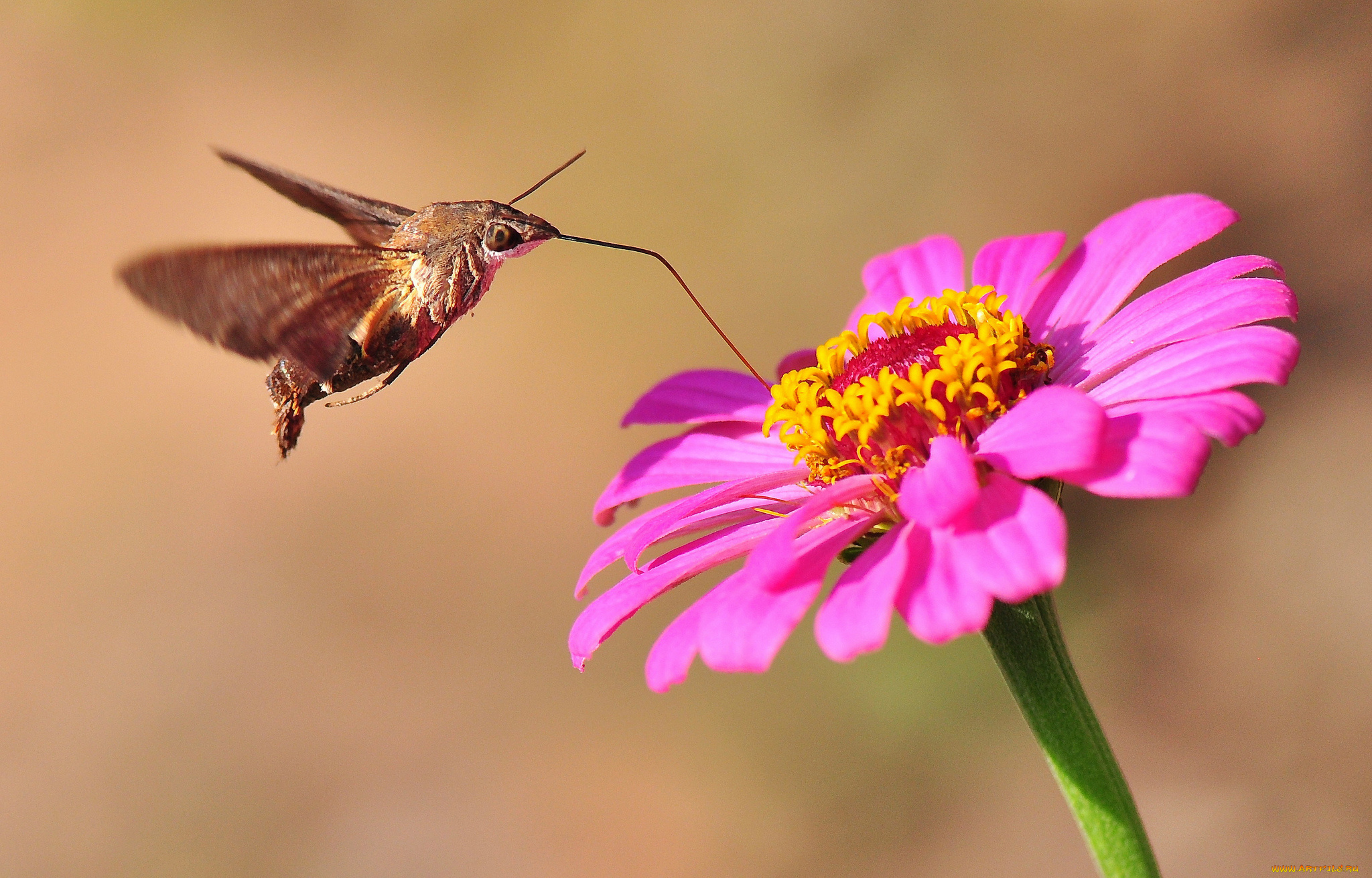 животные, бабочки, цветы, бабочка
