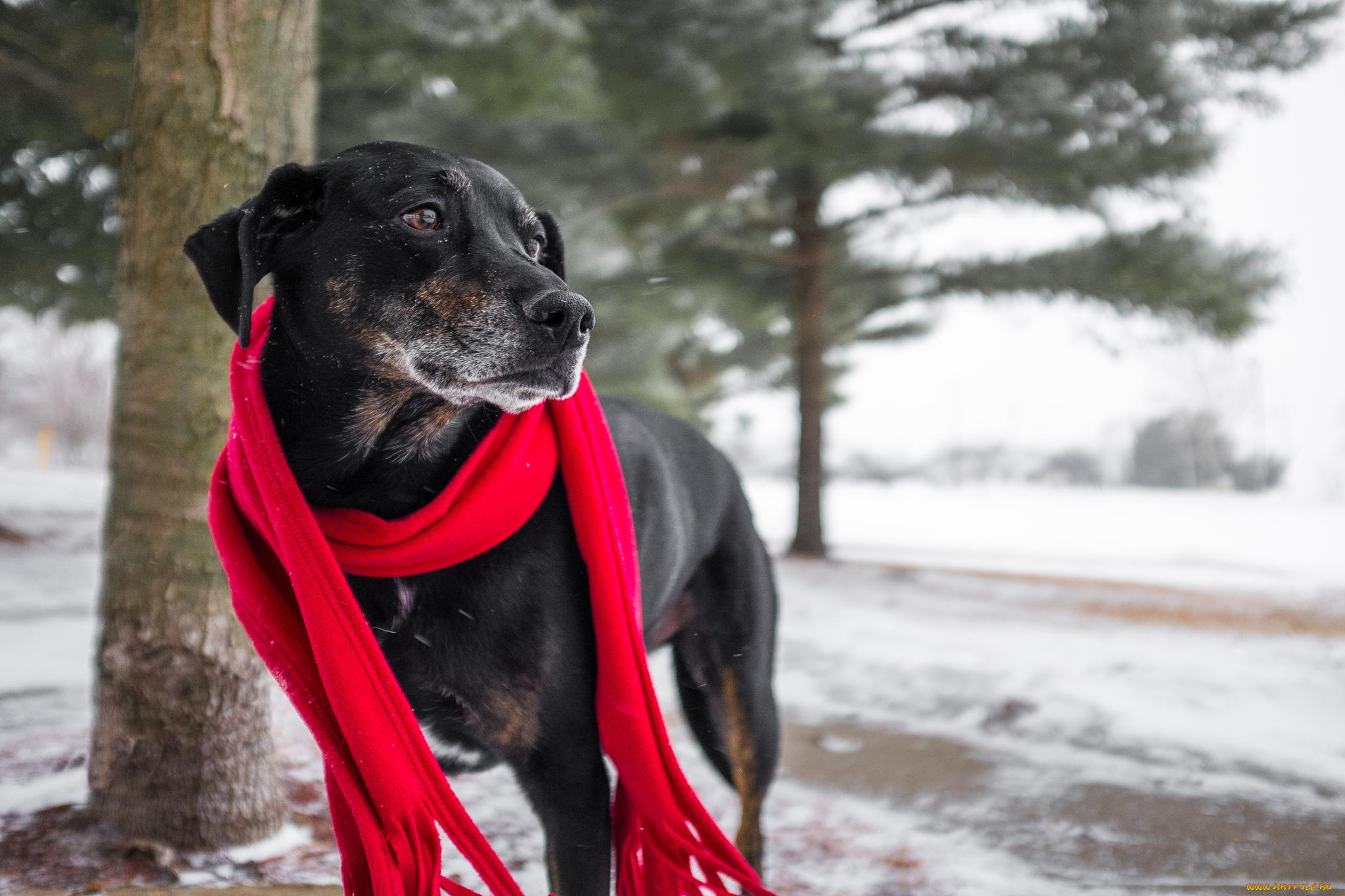 животные, собаки, собака, шарф