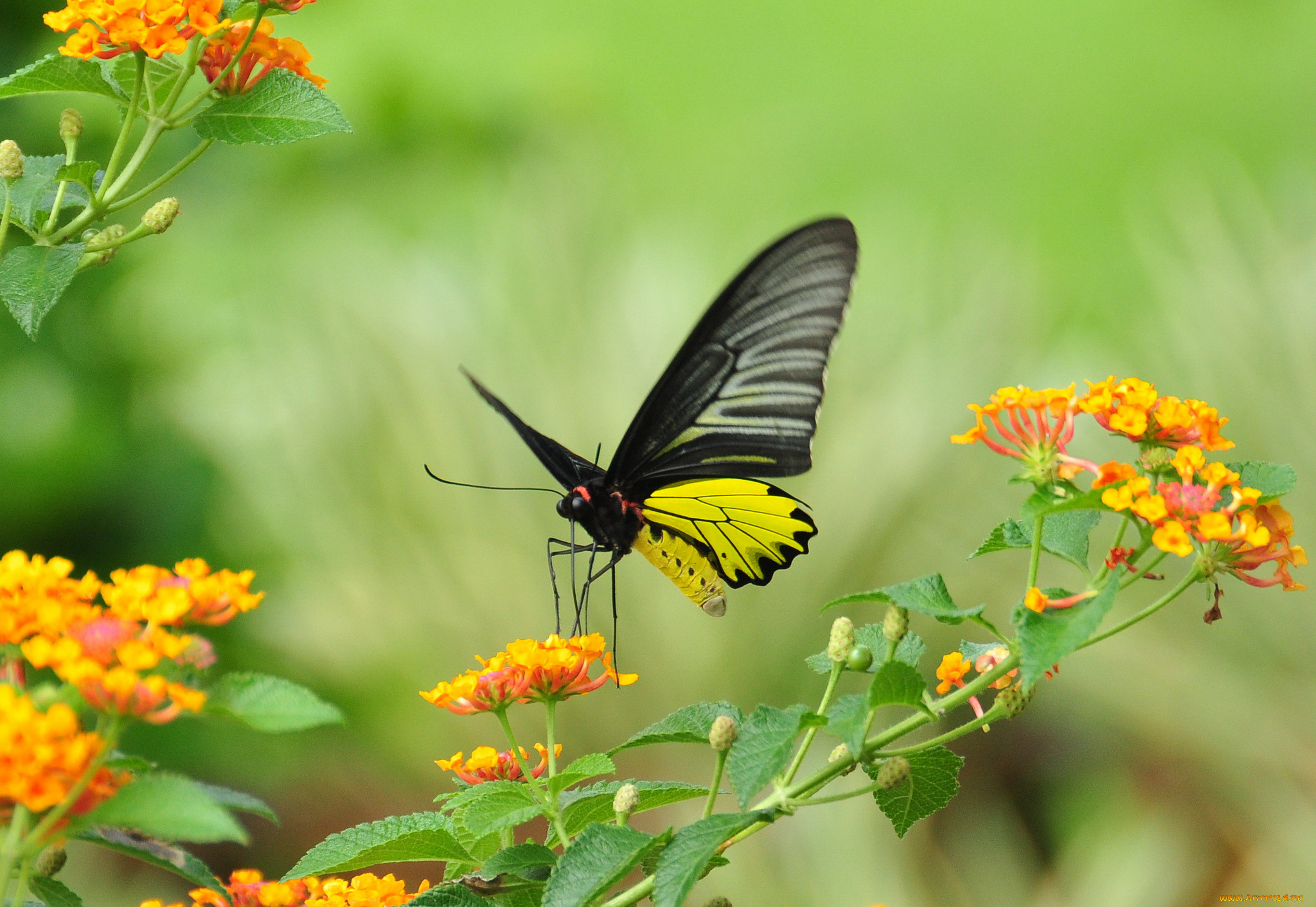 животные, бабочки, цветы, бабочка