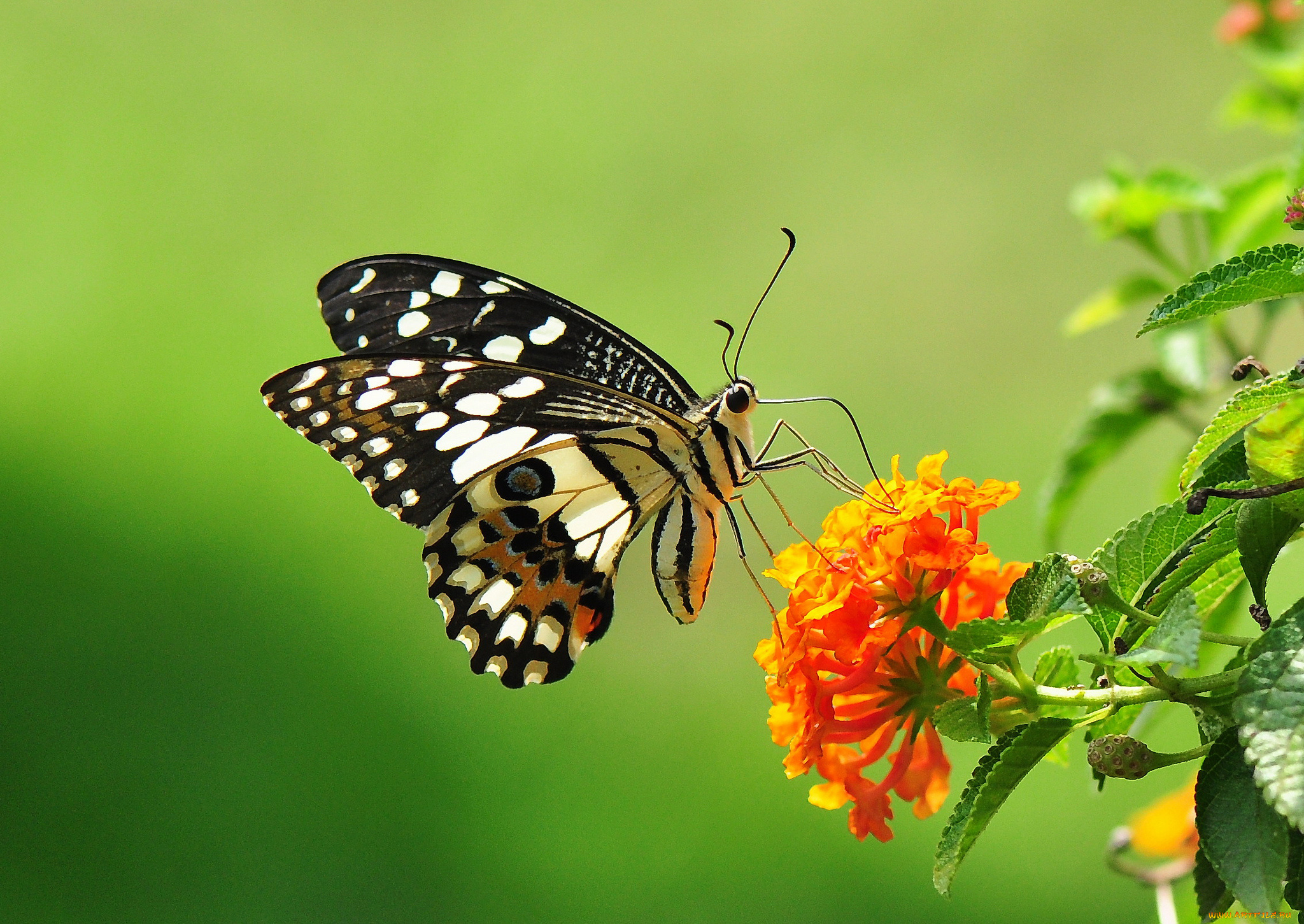 животные, бабочки, цветы, бабочка
