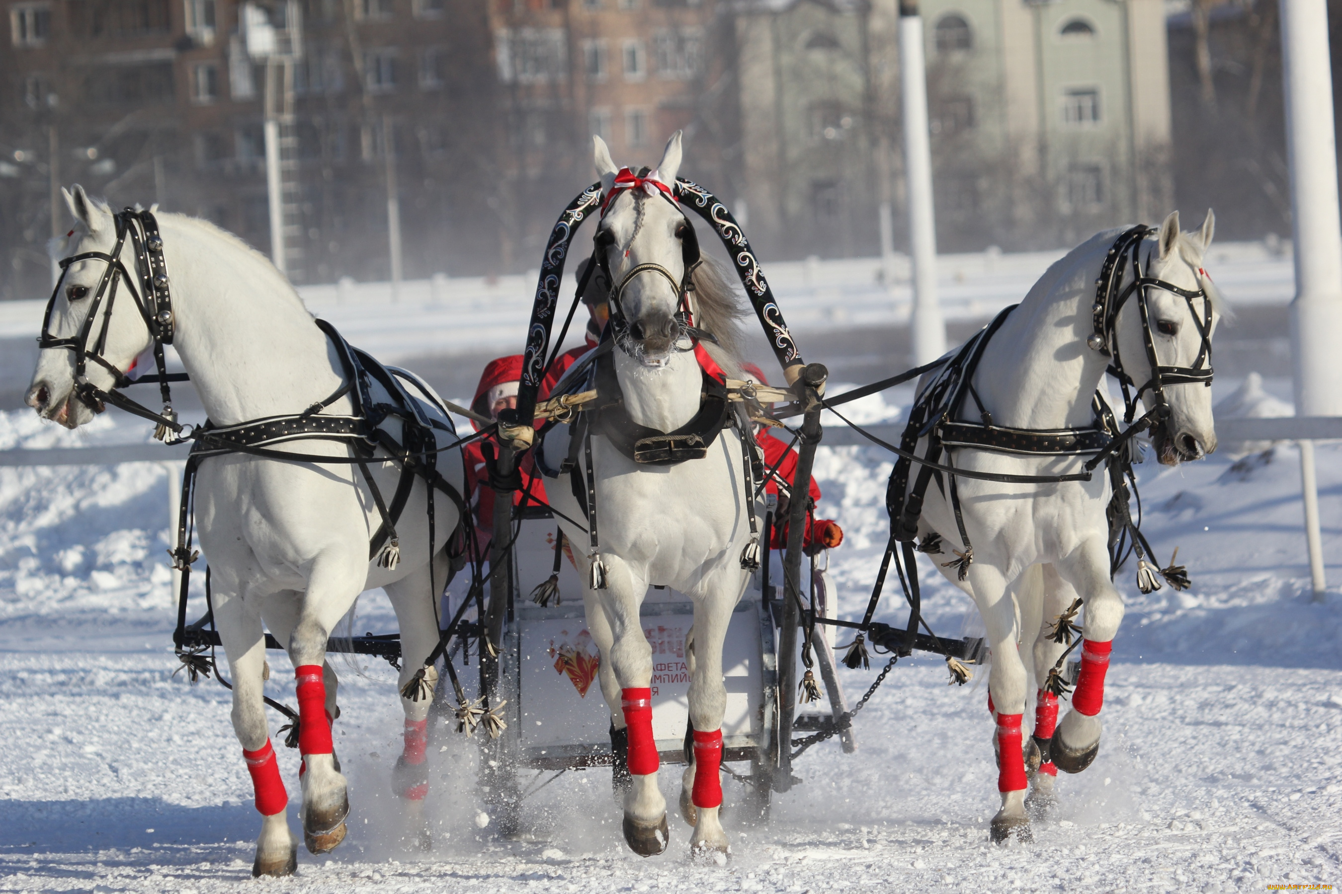 животные, лошади, тройка