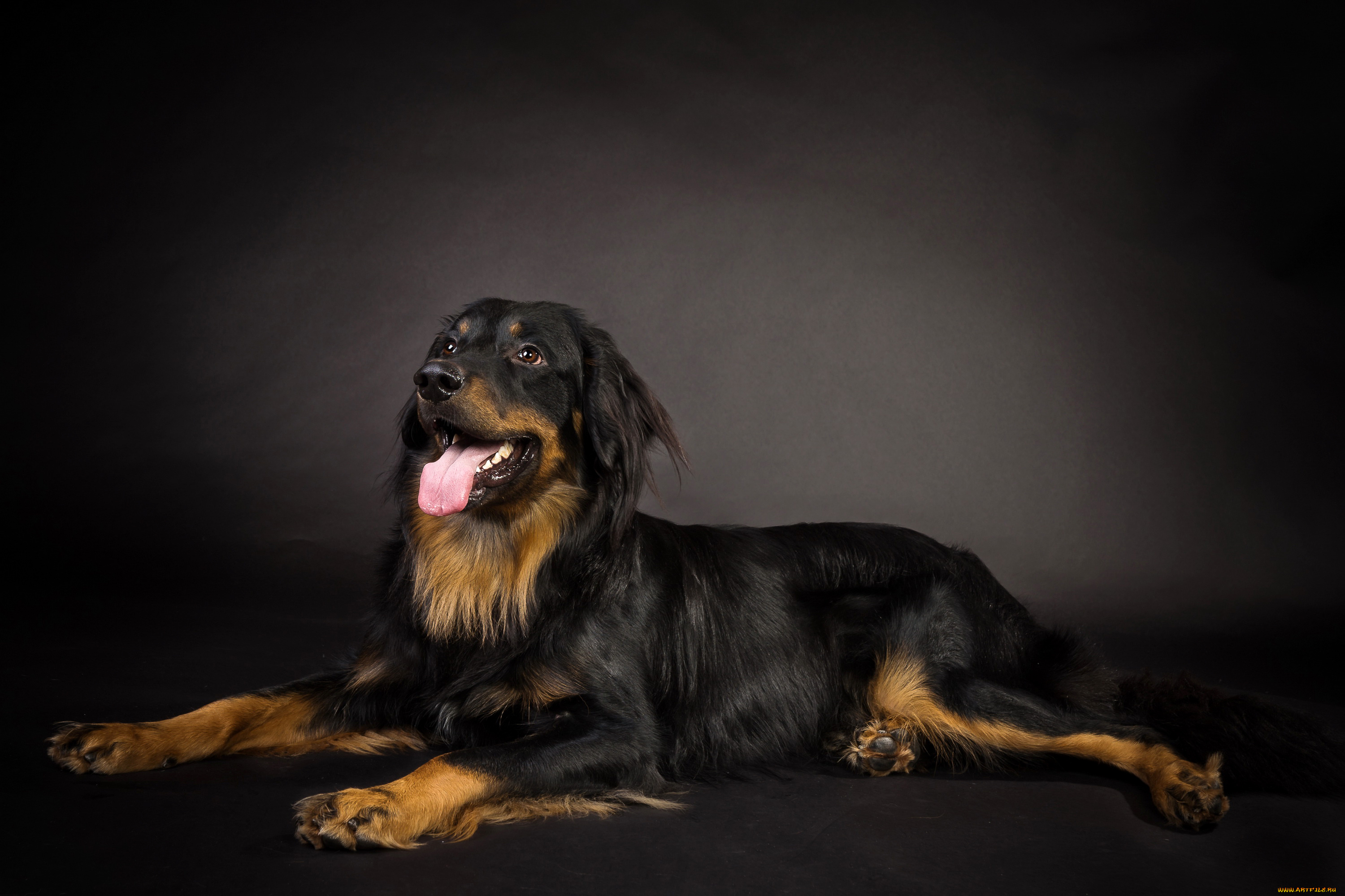 животные, собаки, собака, черная