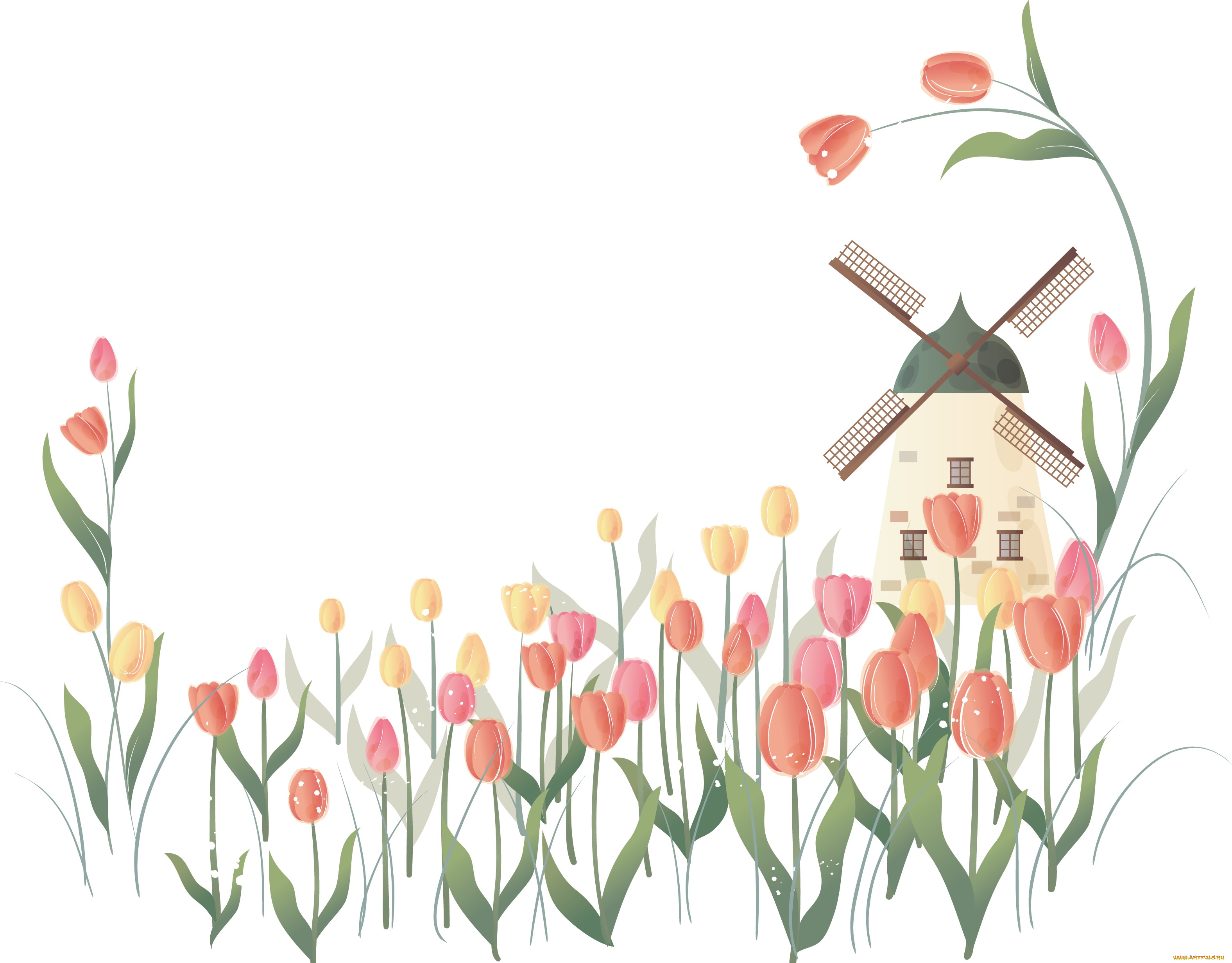 векторная, графика, тюльпаны