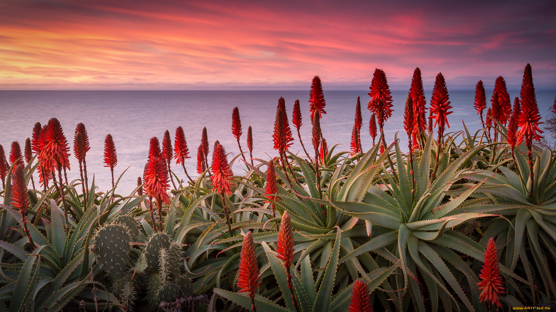 природа, луга, цветы, рассвет, океан