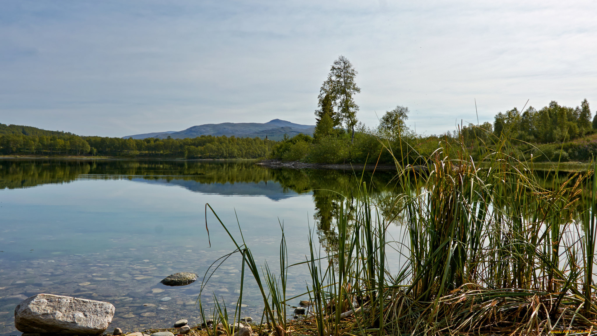 природа, реки, озера, лес, река