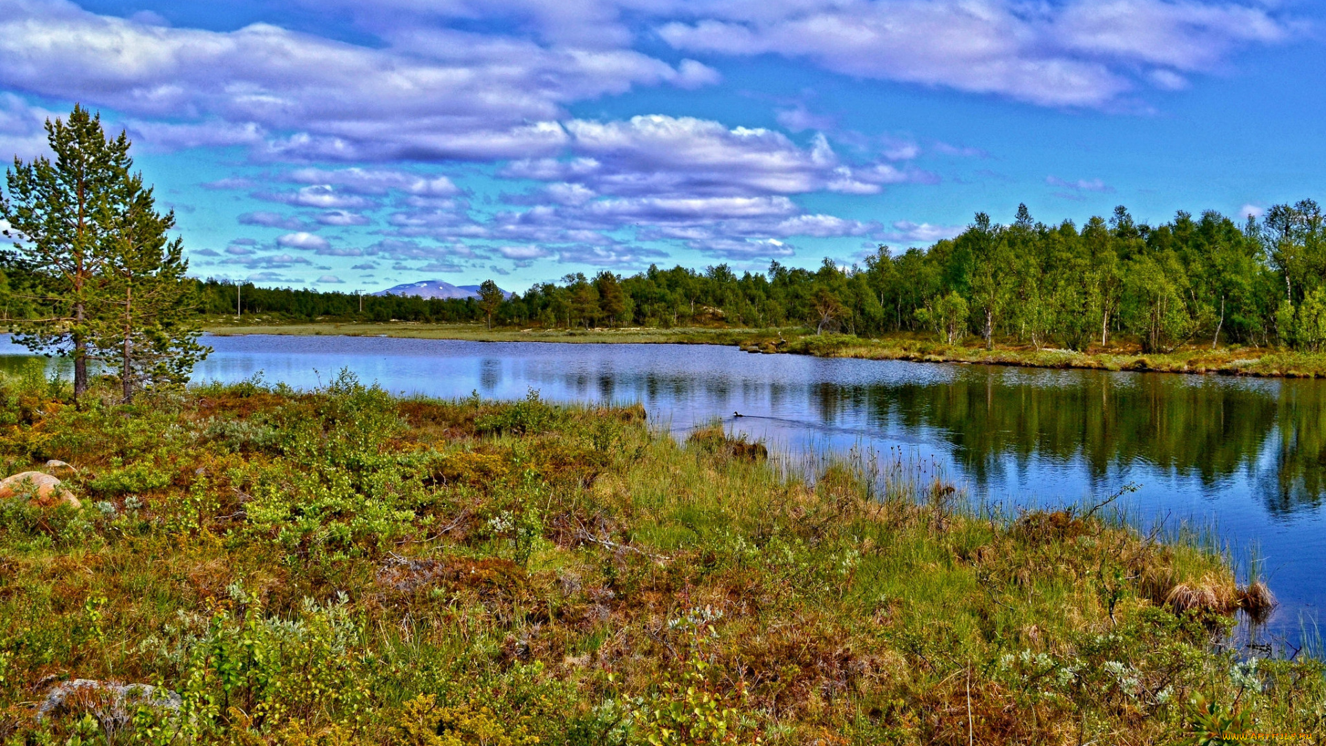 природа, реки, озера, река, лес