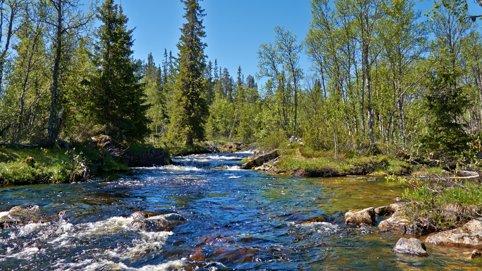 природа, реки, озера, река, лес