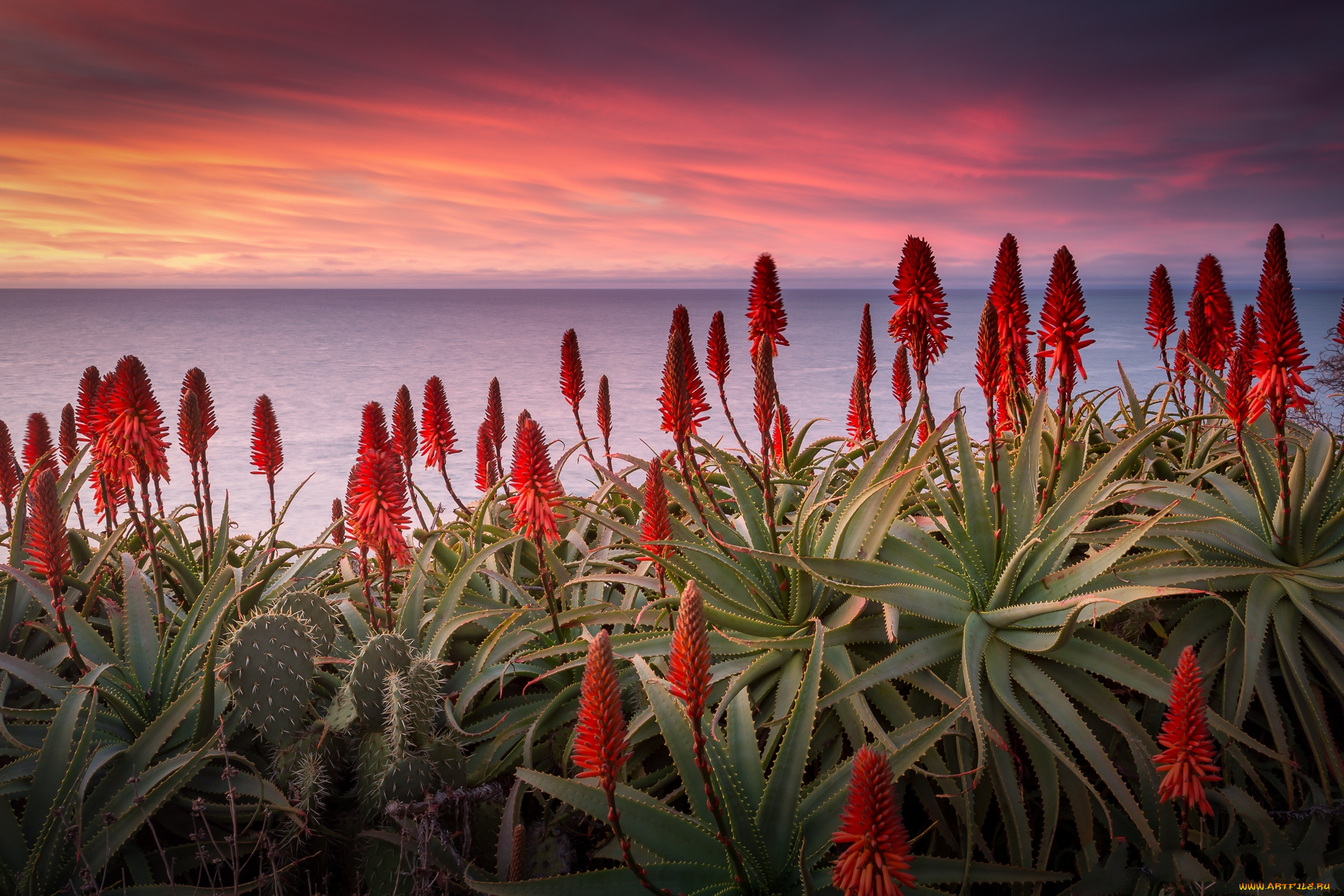 природа, луга, цветы, рассвет, океан