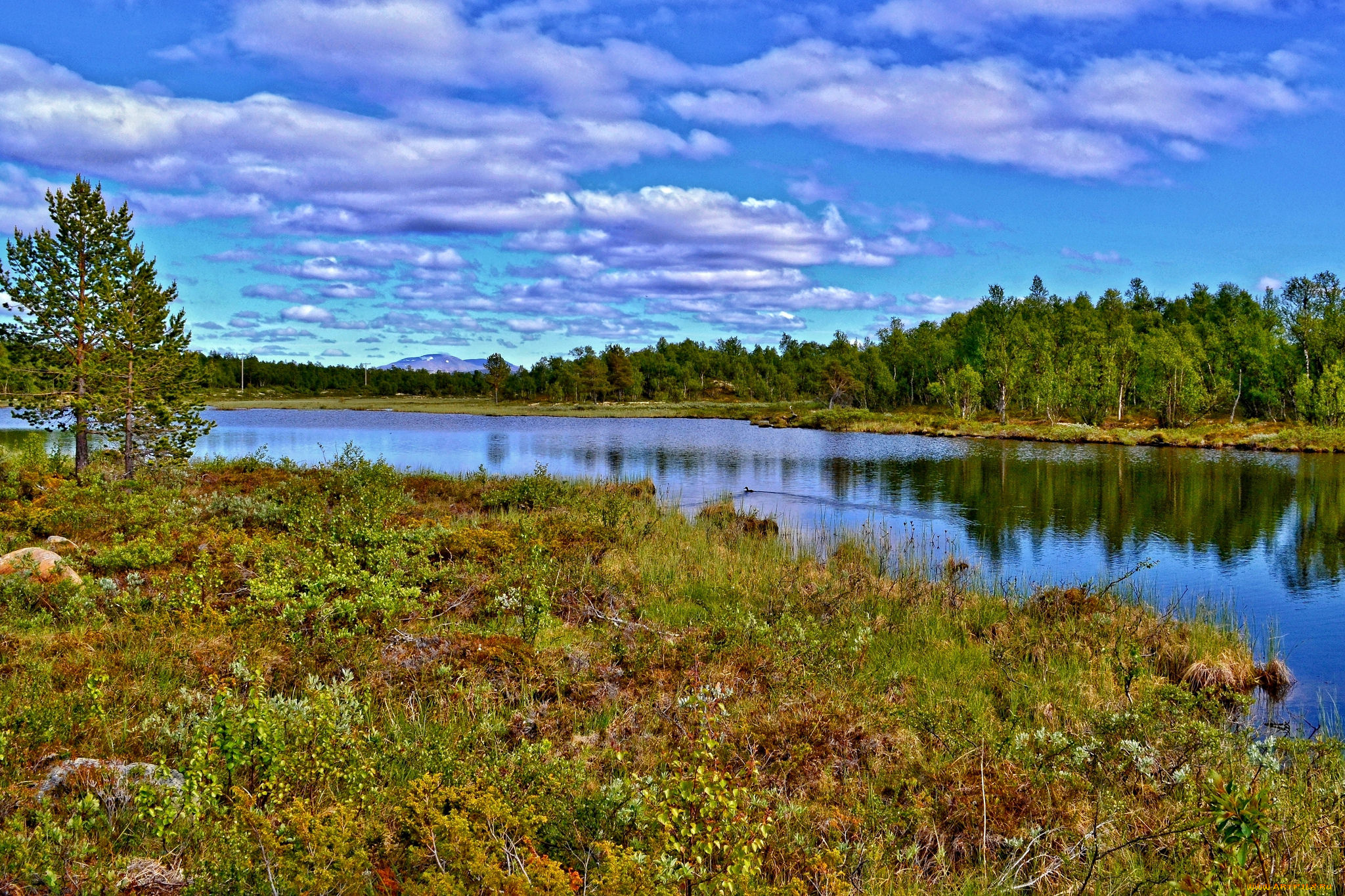 природа, реки, озера, река, лес