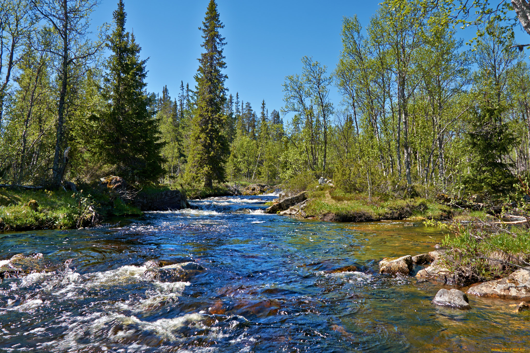 природа, реки, озера, река, лес