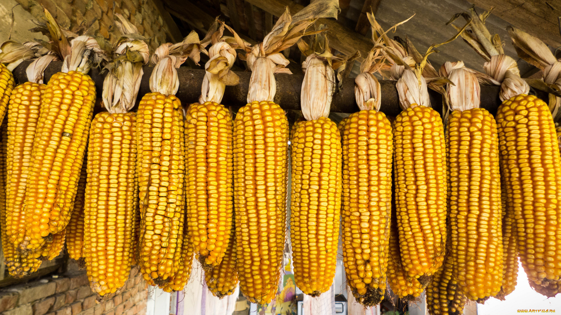 еда, кукуруза, початки