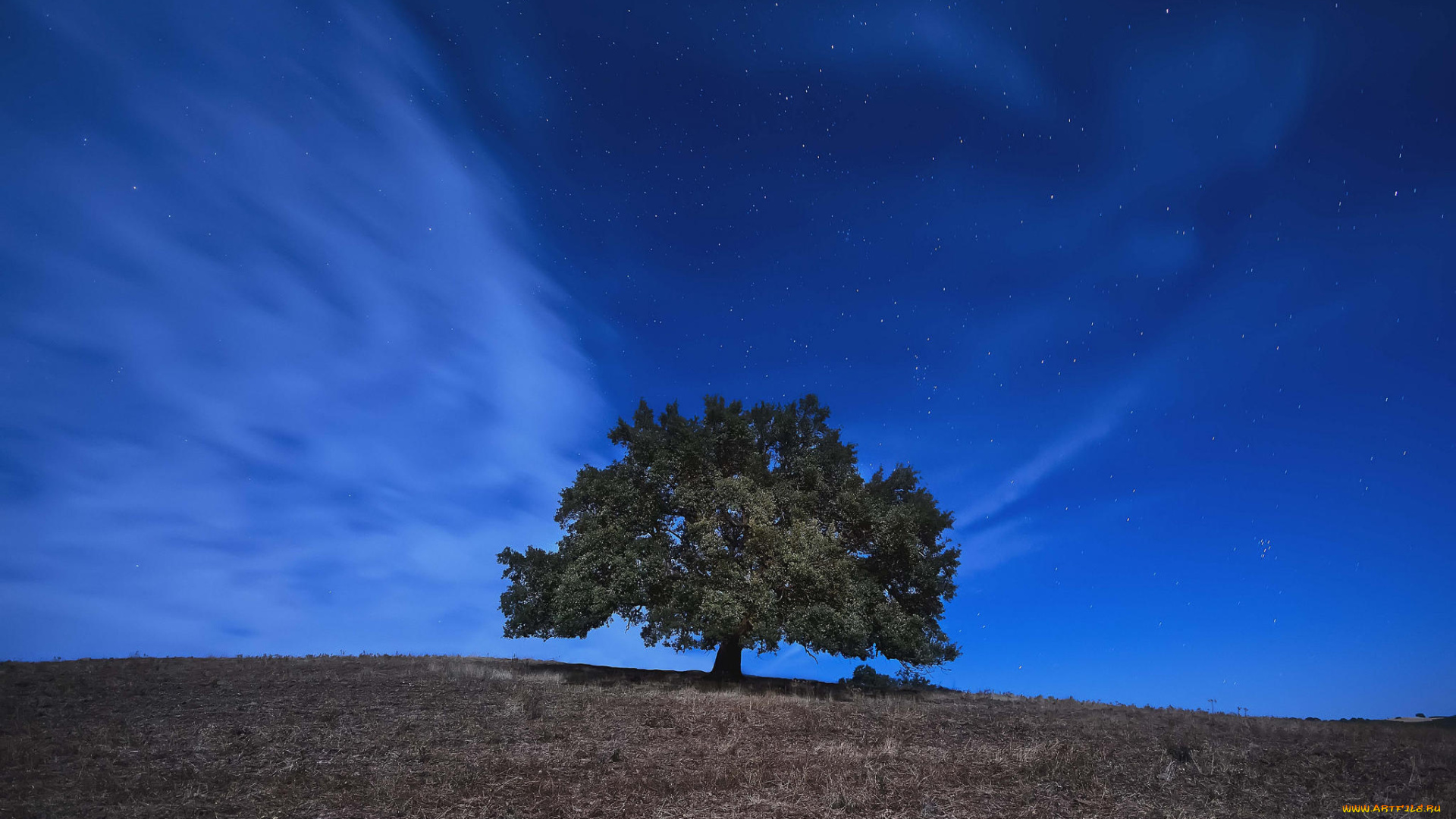 природа, деревья, холм, поле, ночь, пейзаж, дерево