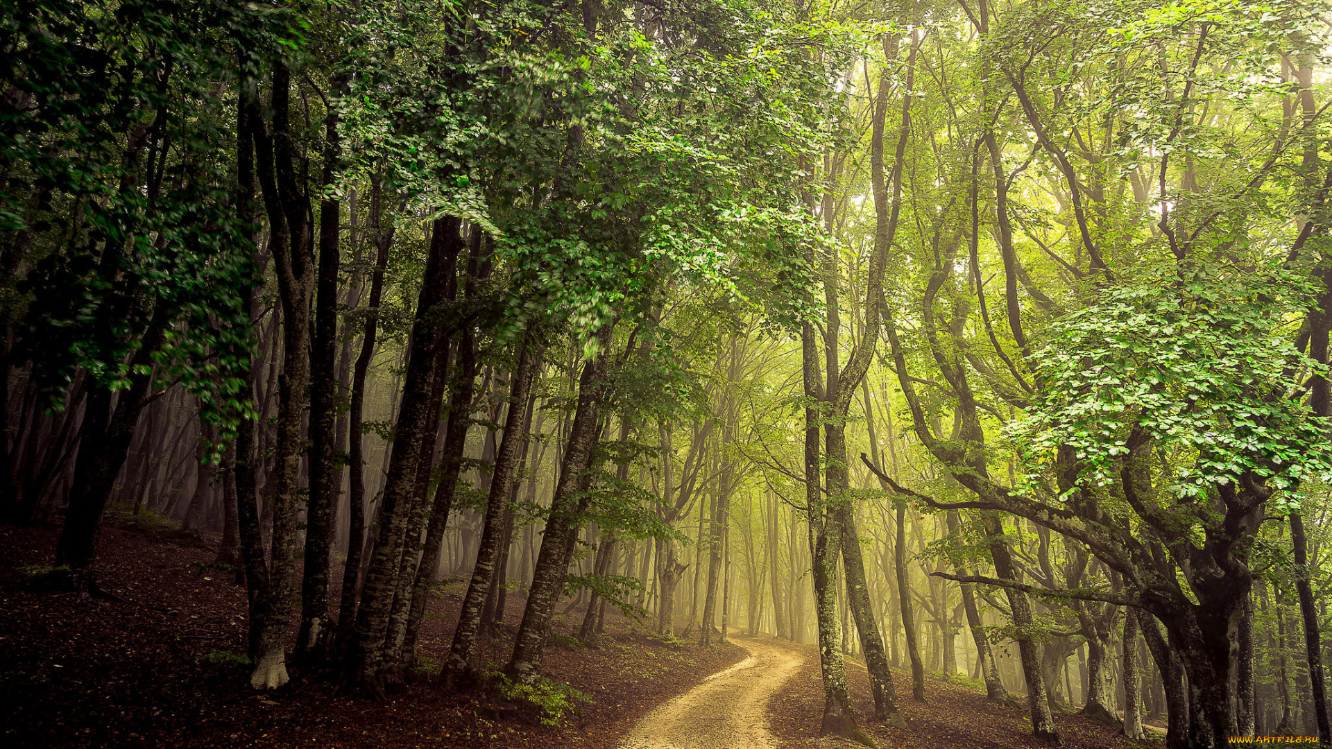 природа, дороги, дорога, деревья, лес, пейзаж