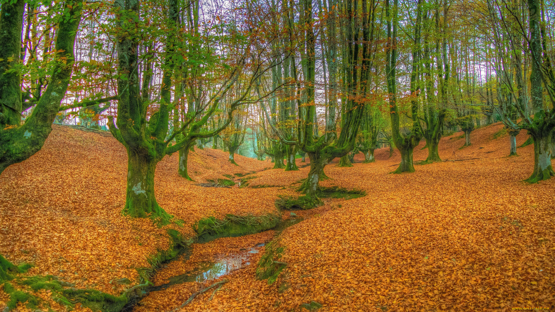 природа, лес, осень