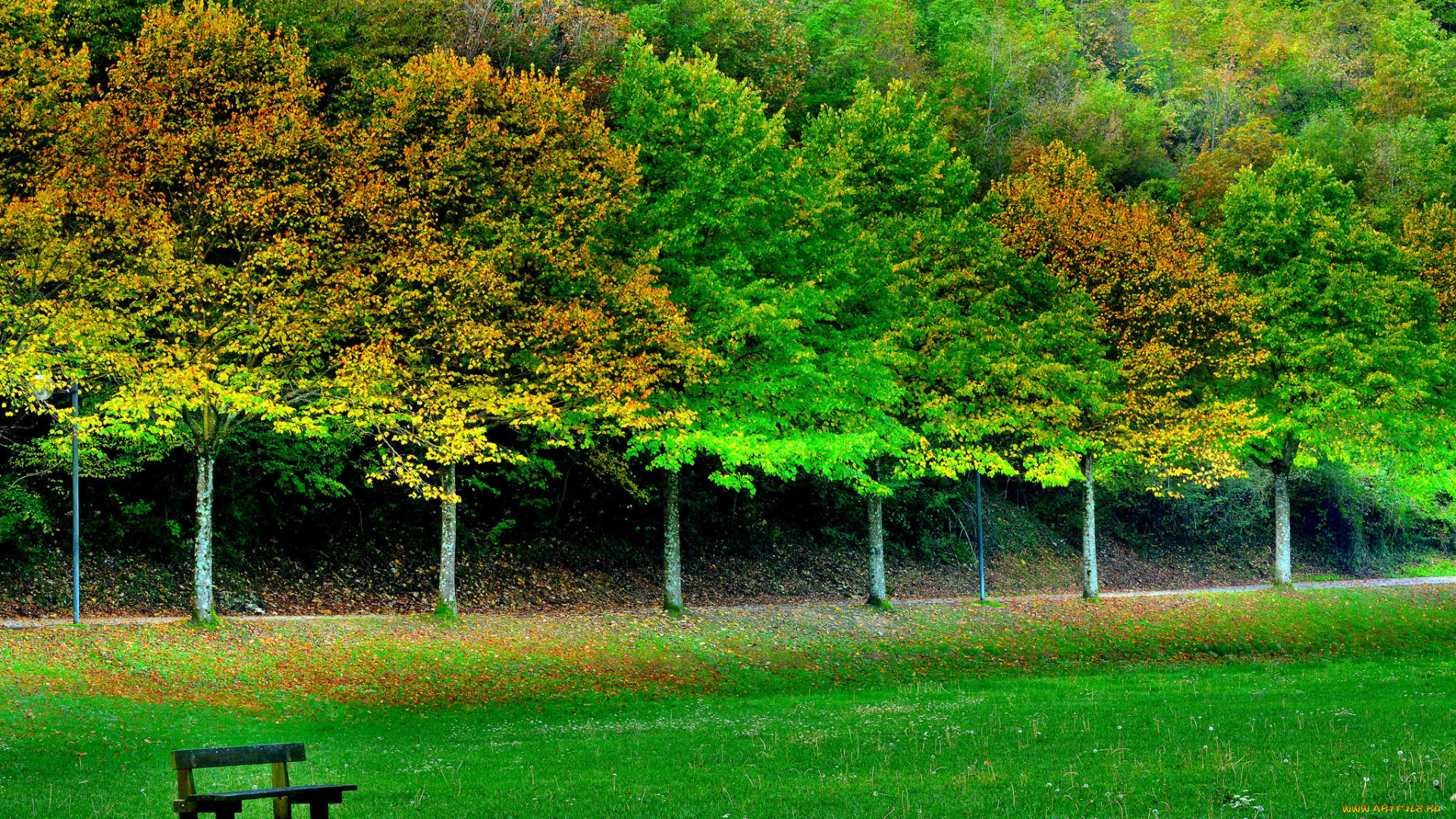 природа, парк, осень, деревья, лавочка, поле