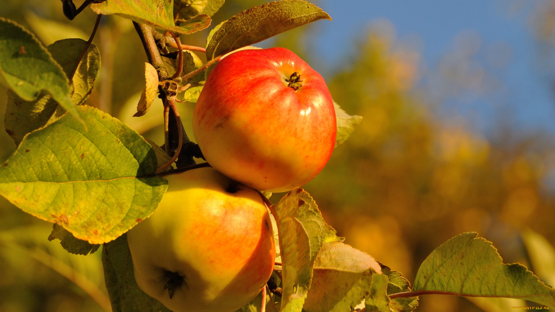природа, плоды, яблоки