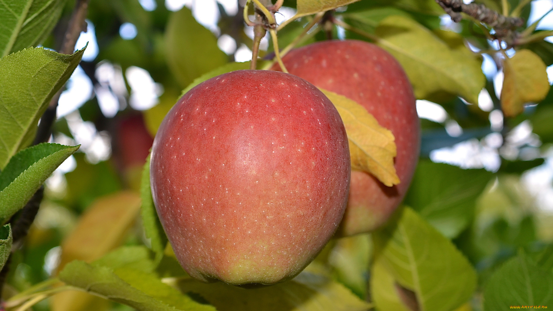 природа, плоды, яблоки
