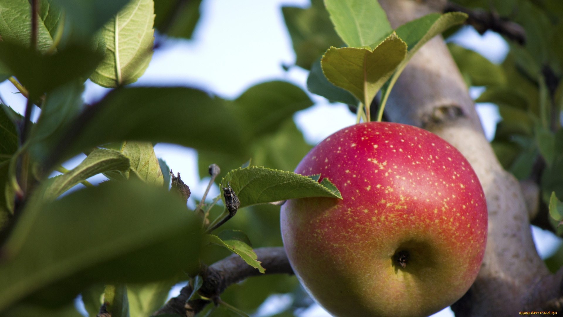 природа, плоды, яблоки