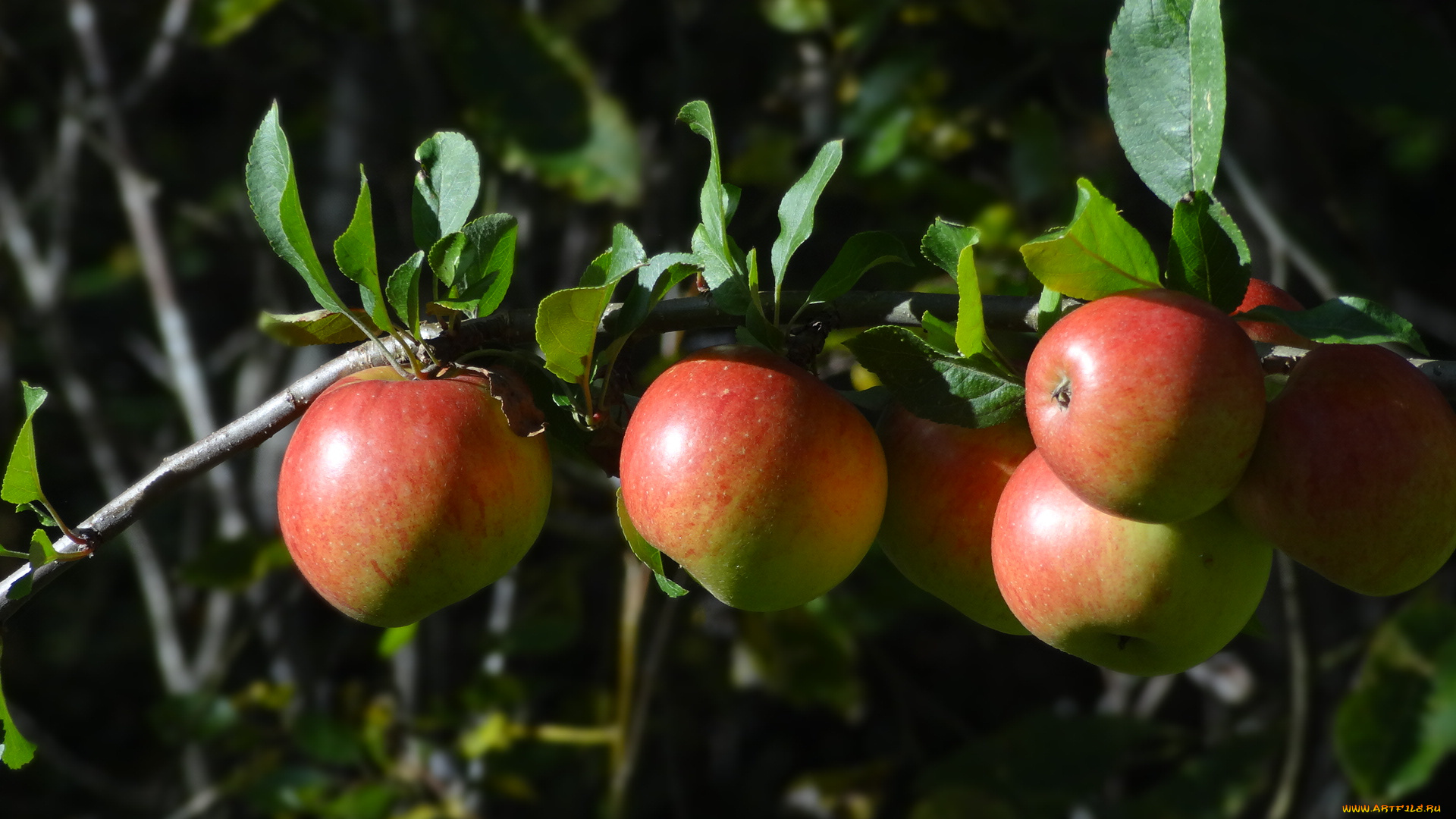 природа, плоды, яблоки