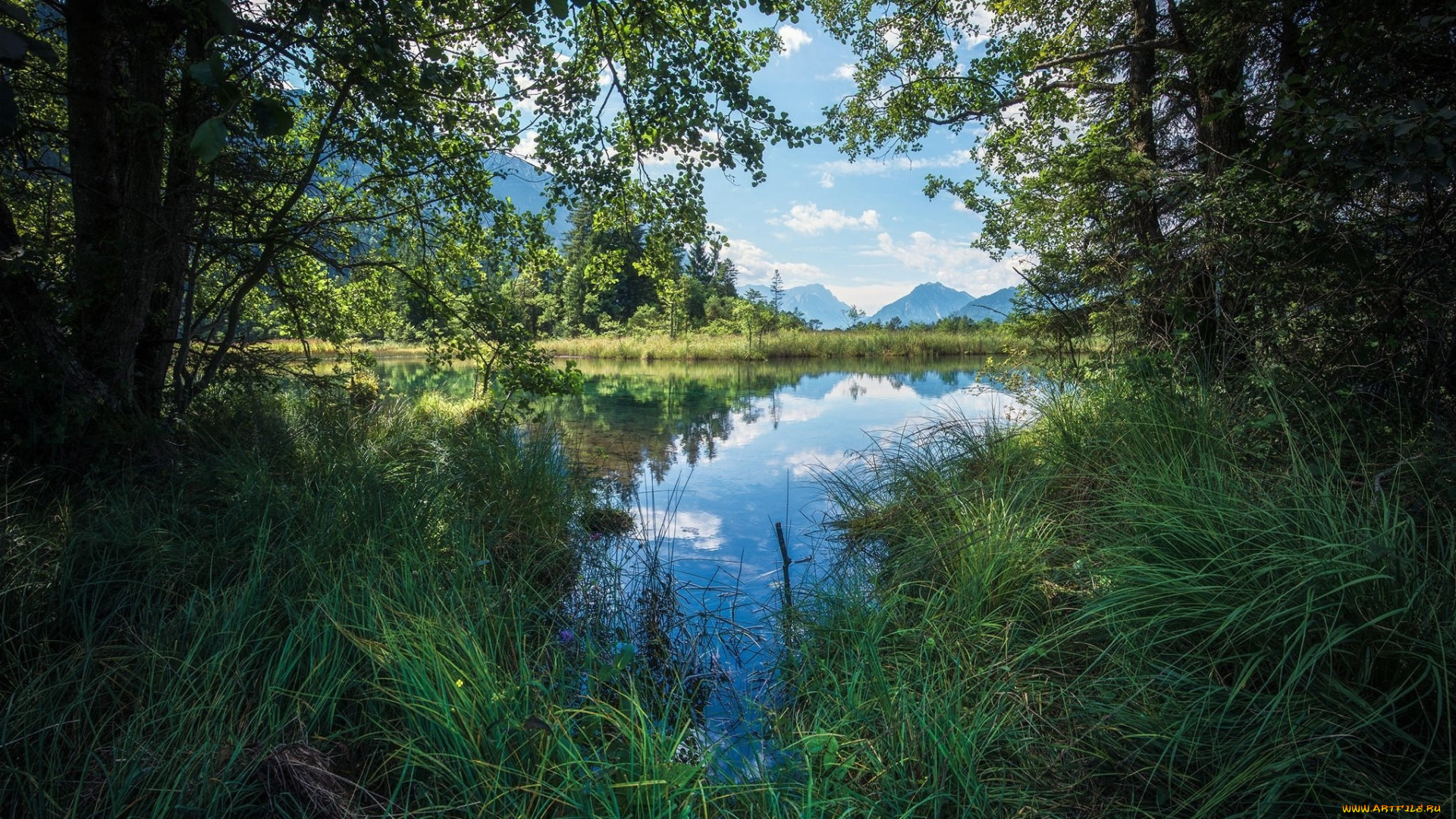 природа, реки, озера, деревья, водоем
