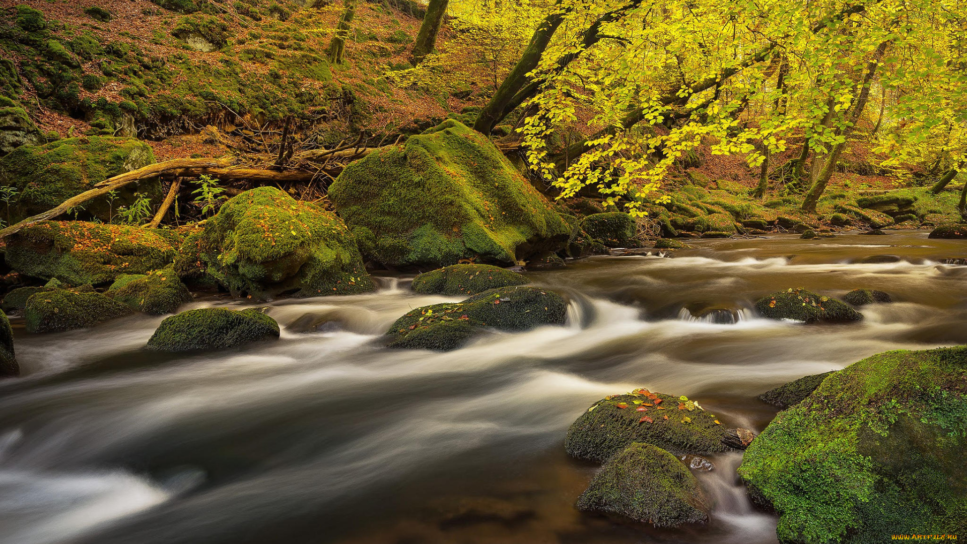природа, реки, озера, камни, река, деревья, лес, течение