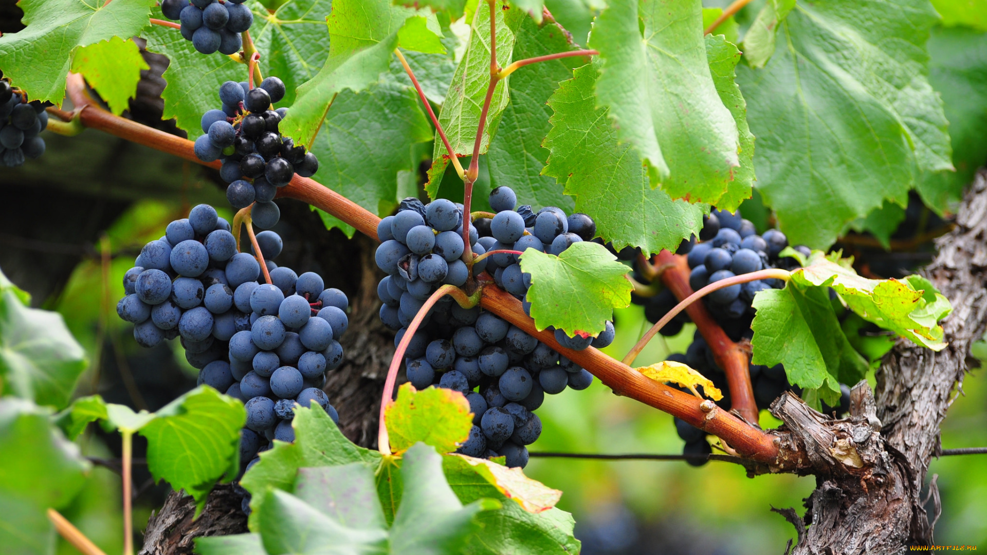 природа, Ягоды, , виноград, лоза